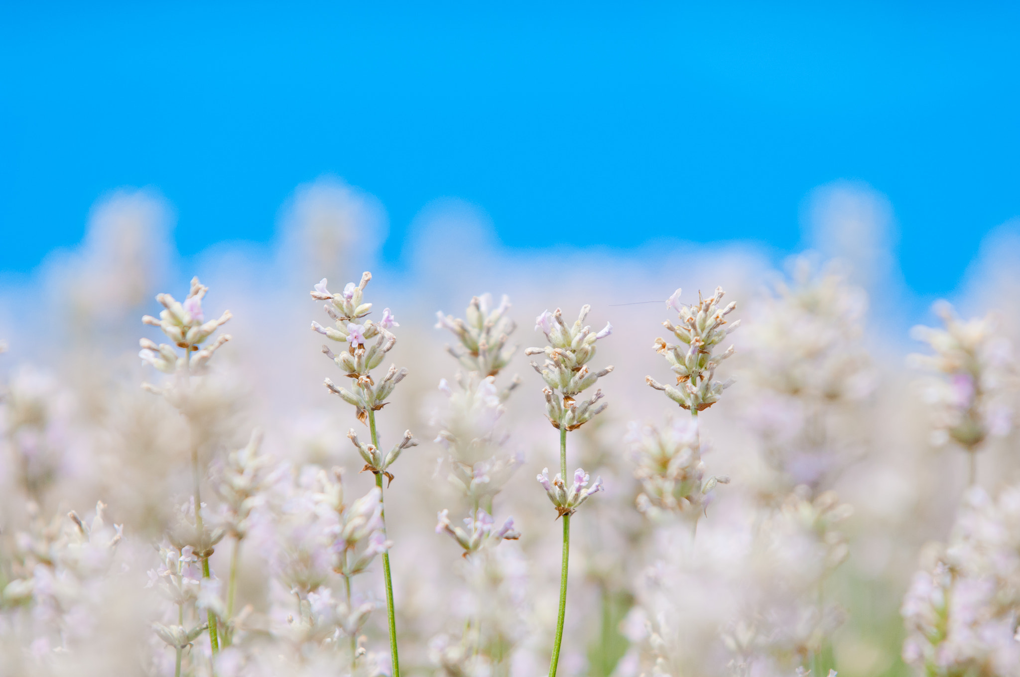 Nikon D2X sample photo. Lavender flower natural look of lavender flowers lavandula photography