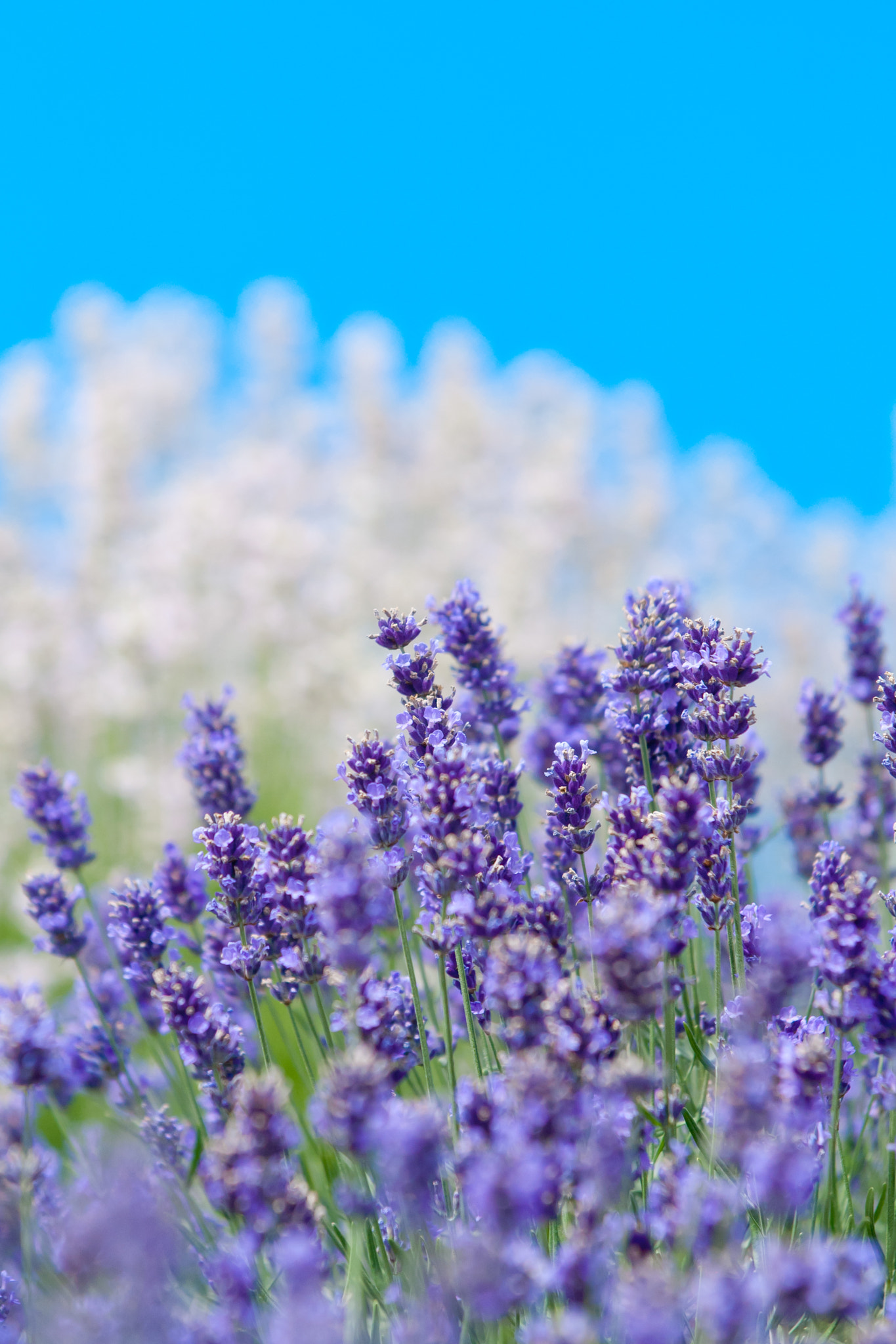 Nikon D2X sample photo. Lavender flower natural look of lavender flowers lavandula photography