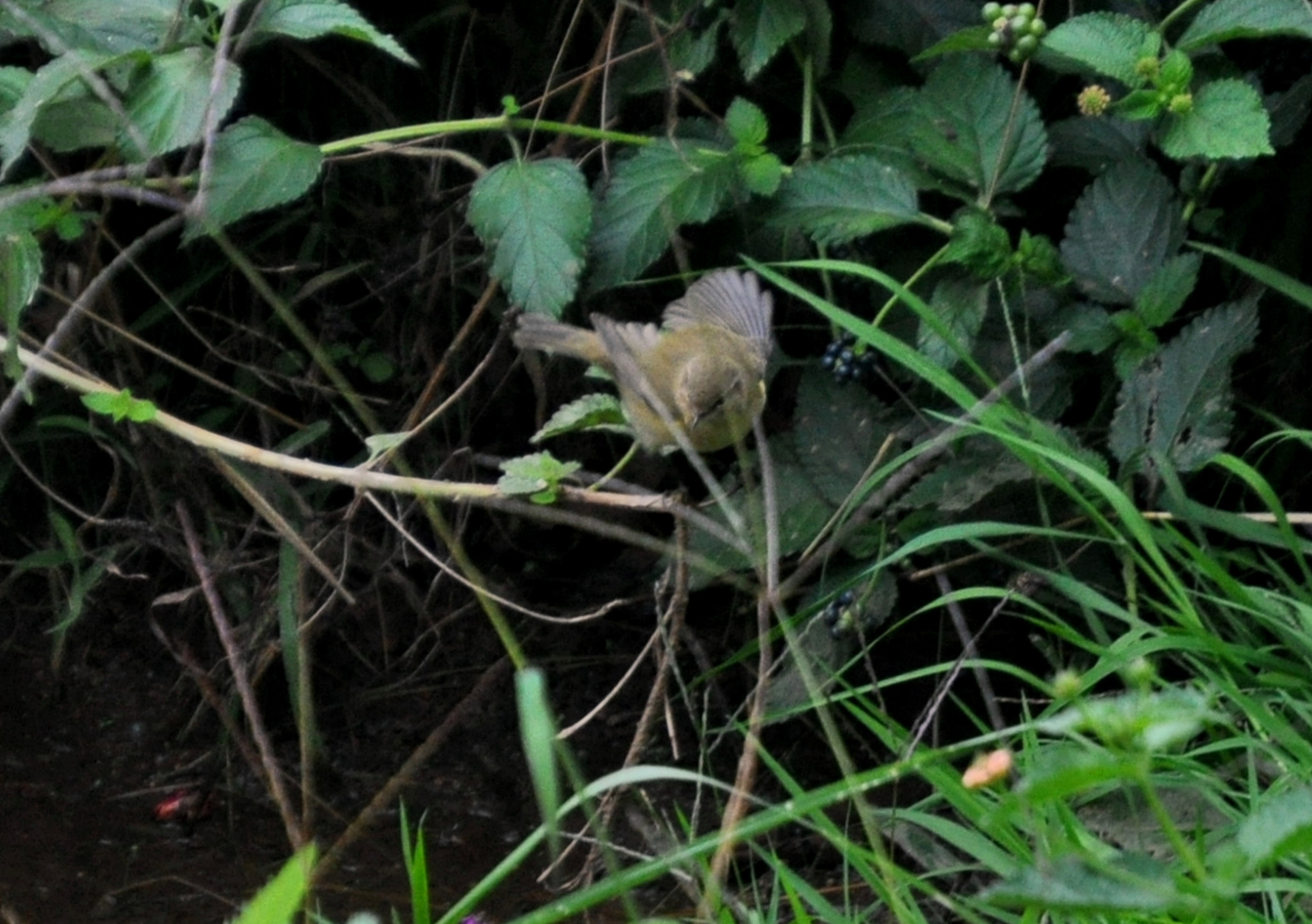 Nikon D5000 sample photo. Verderol photography