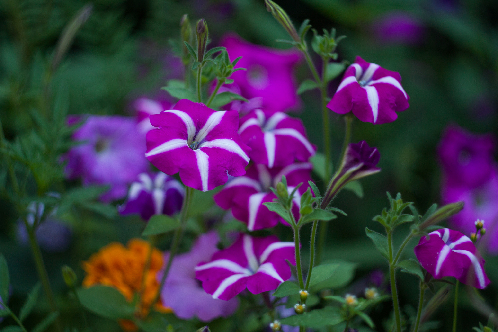 Canon EF 35-80mm f/4-5.6 sample photo. * photography