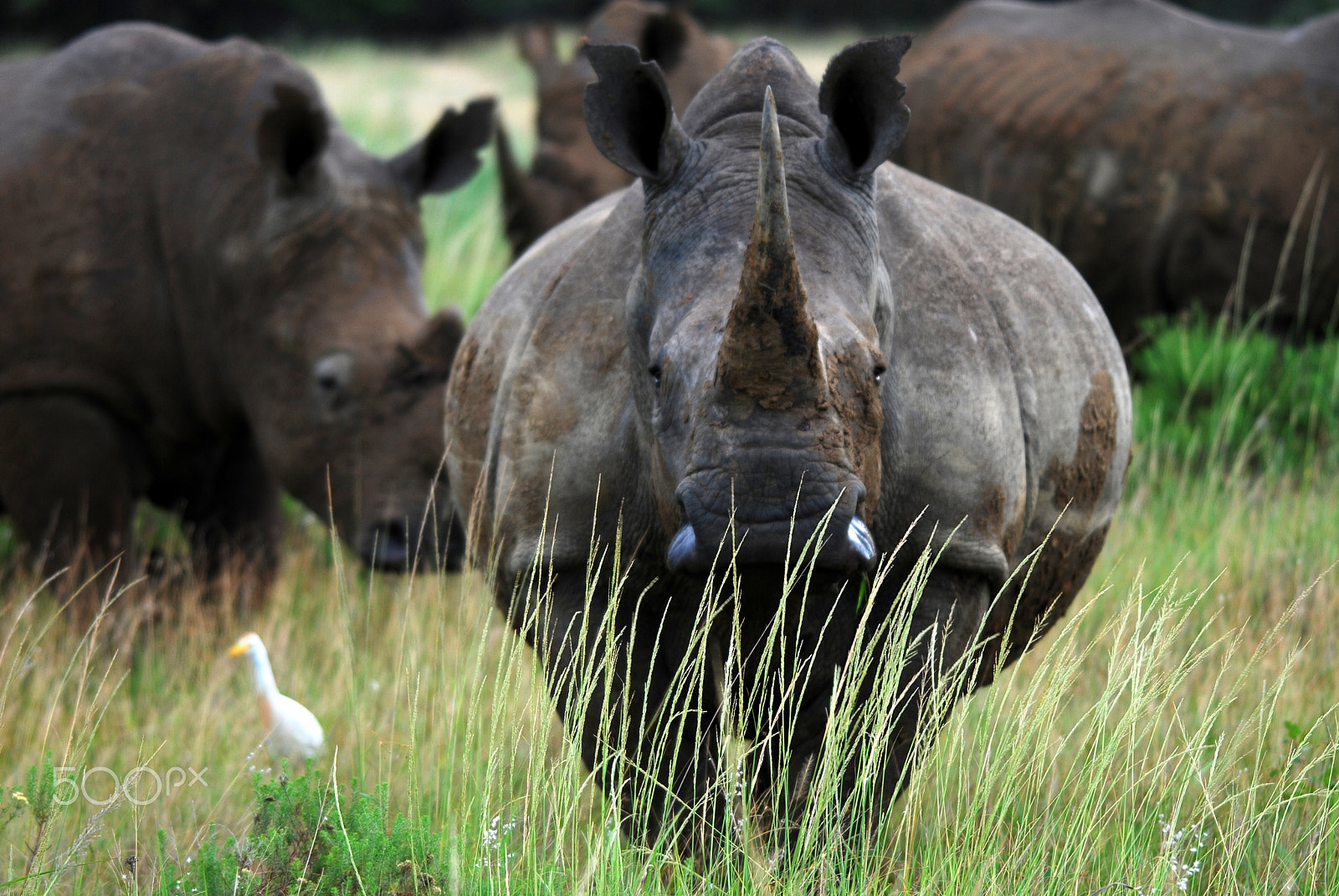 Sigma 120-400mm F4.5-5.6 DG OS HSM sample photo. Black rhino in the phinda game reserve photography