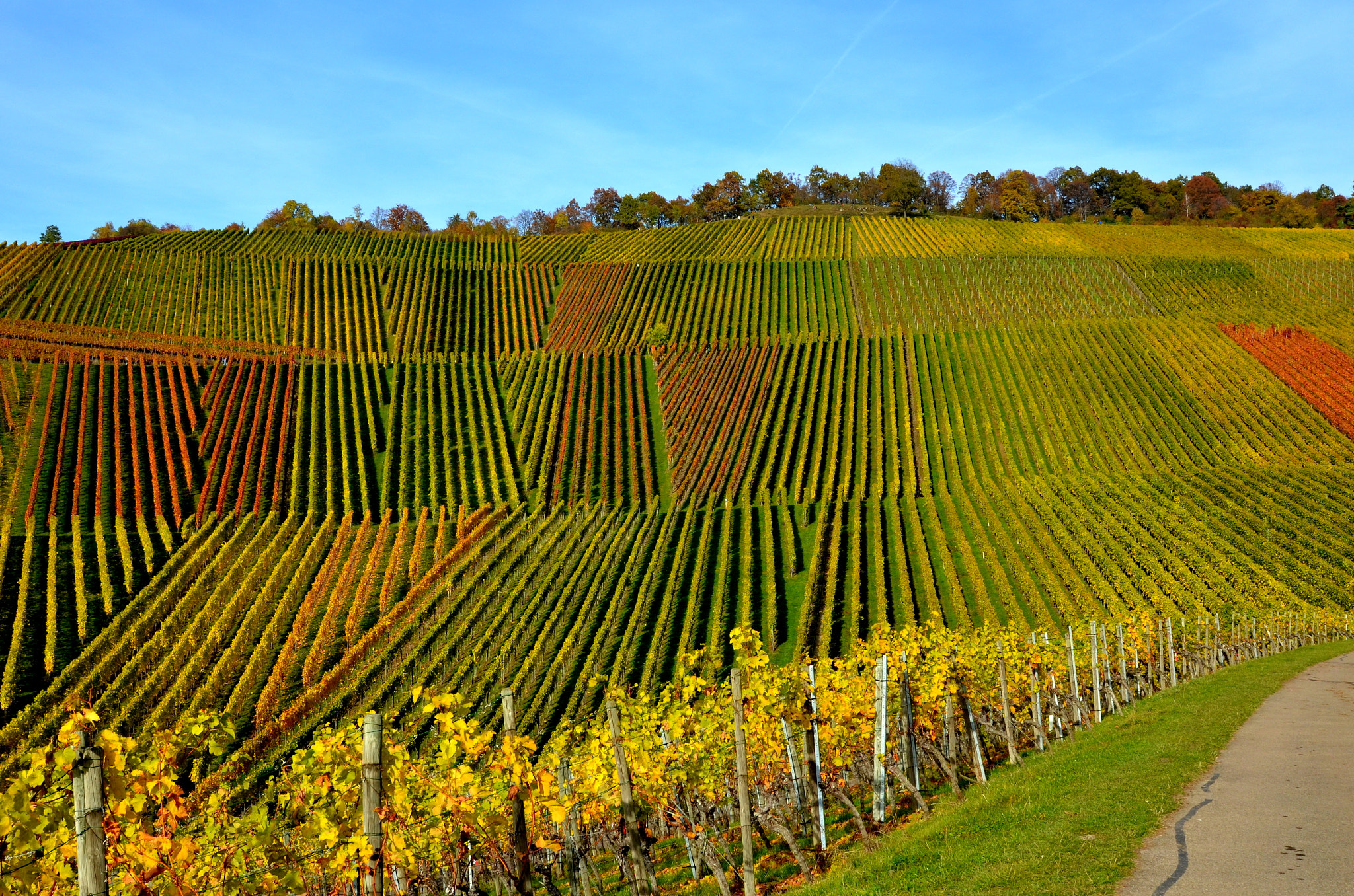 Nikon D5100 + Sigma 24-105mm F4 DG OS HSM Art sample photo. Stuttgart vineyards photography