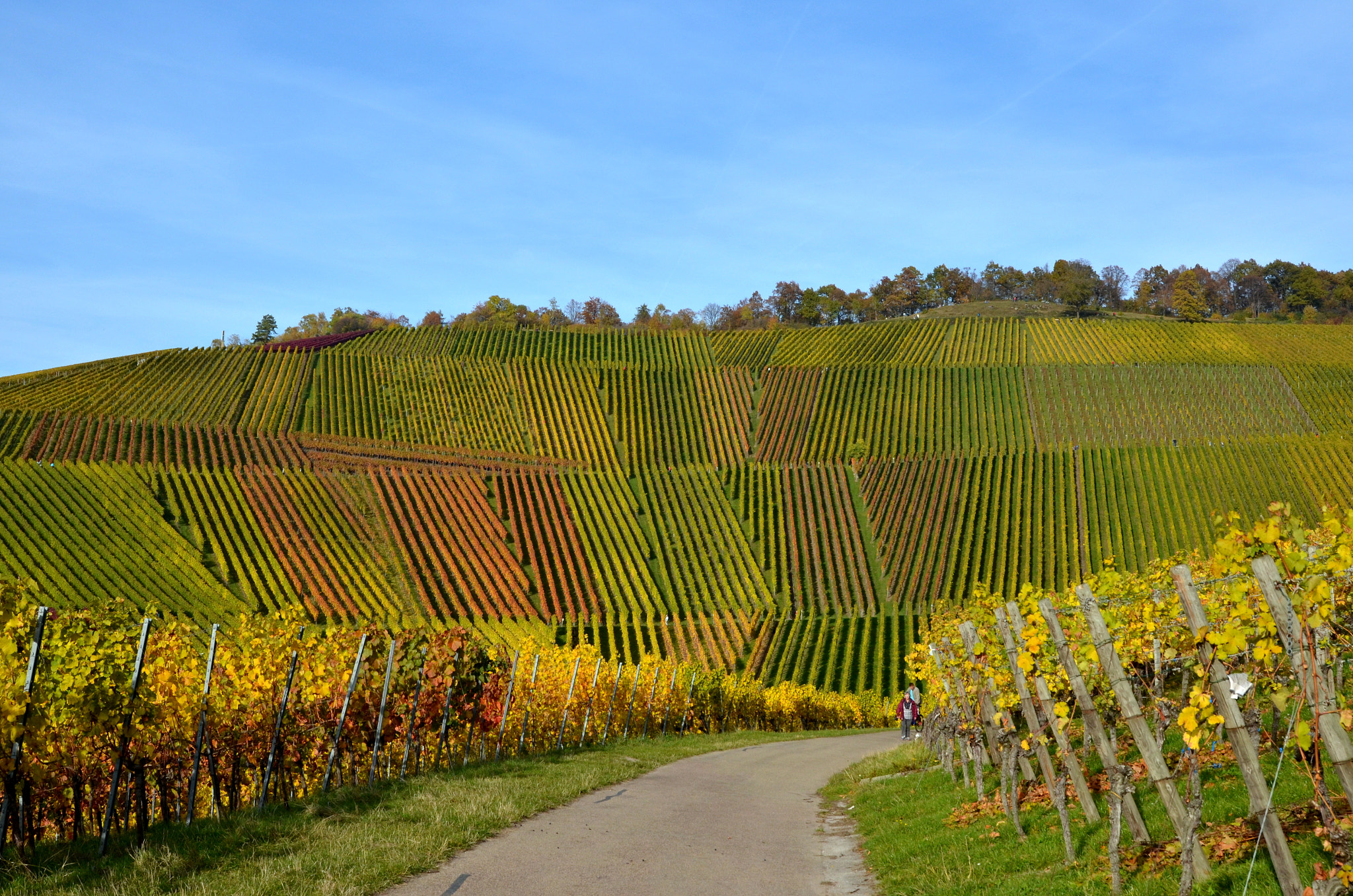 Nikon D5100 + Sigma 24-105mm F4 DG OS HSM Art sample photo. Stuttgart vineyards photography