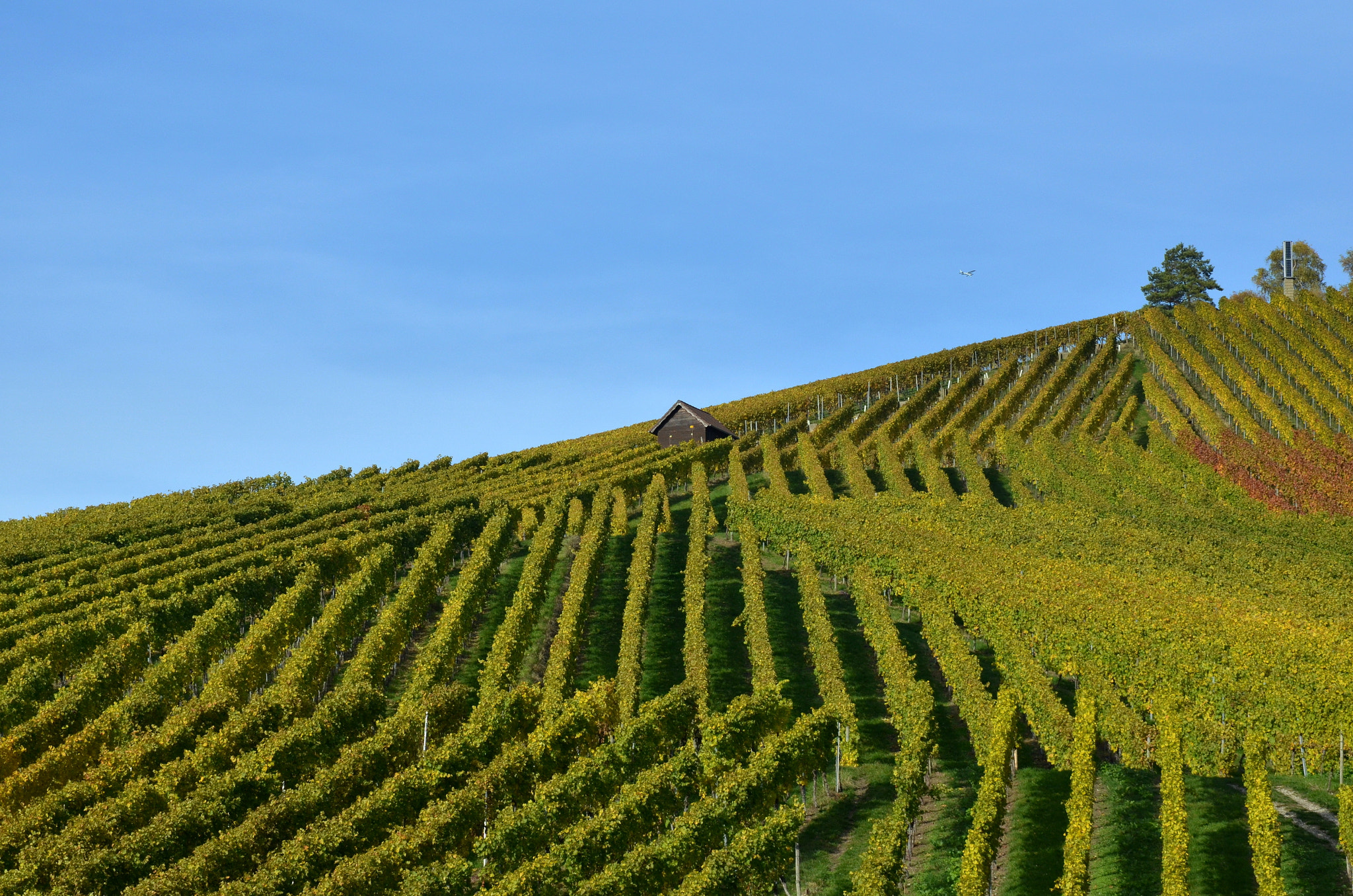 Nikon D5100 + Sigma 24-105mm F4 DG OS HSM Art sample photo. Stuttgart vineyards photography