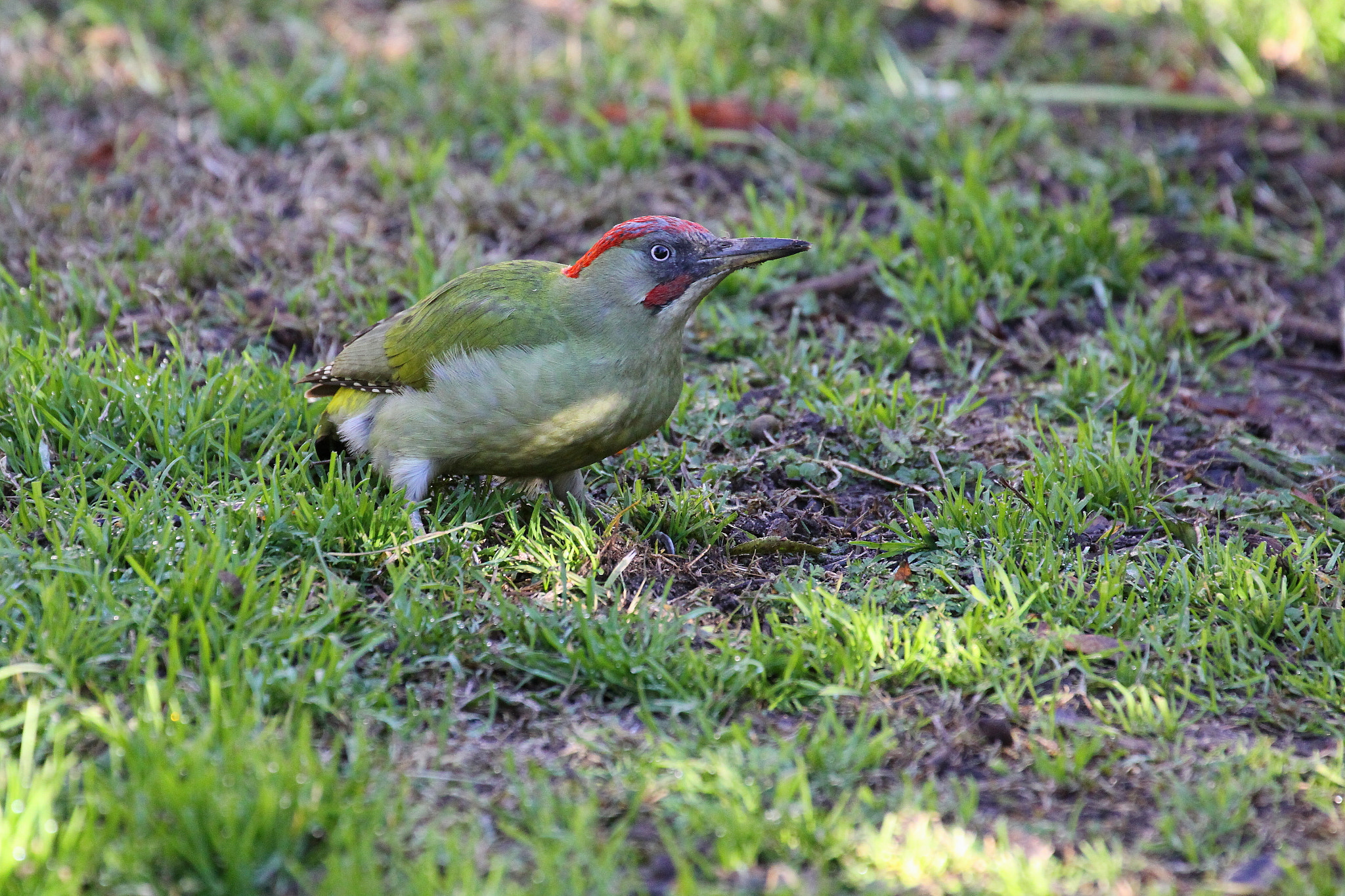 Canon EF 70-300mm F4-5.6L IS USM sample photo. Pito real (picus viridis). male photography