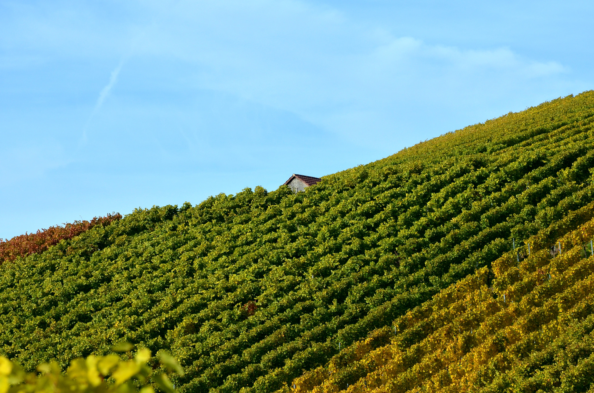 Nikon D5100 + Sigma 24-105mm F4 DG OS HSM Art sample photo. Stuttgart vineyards photography