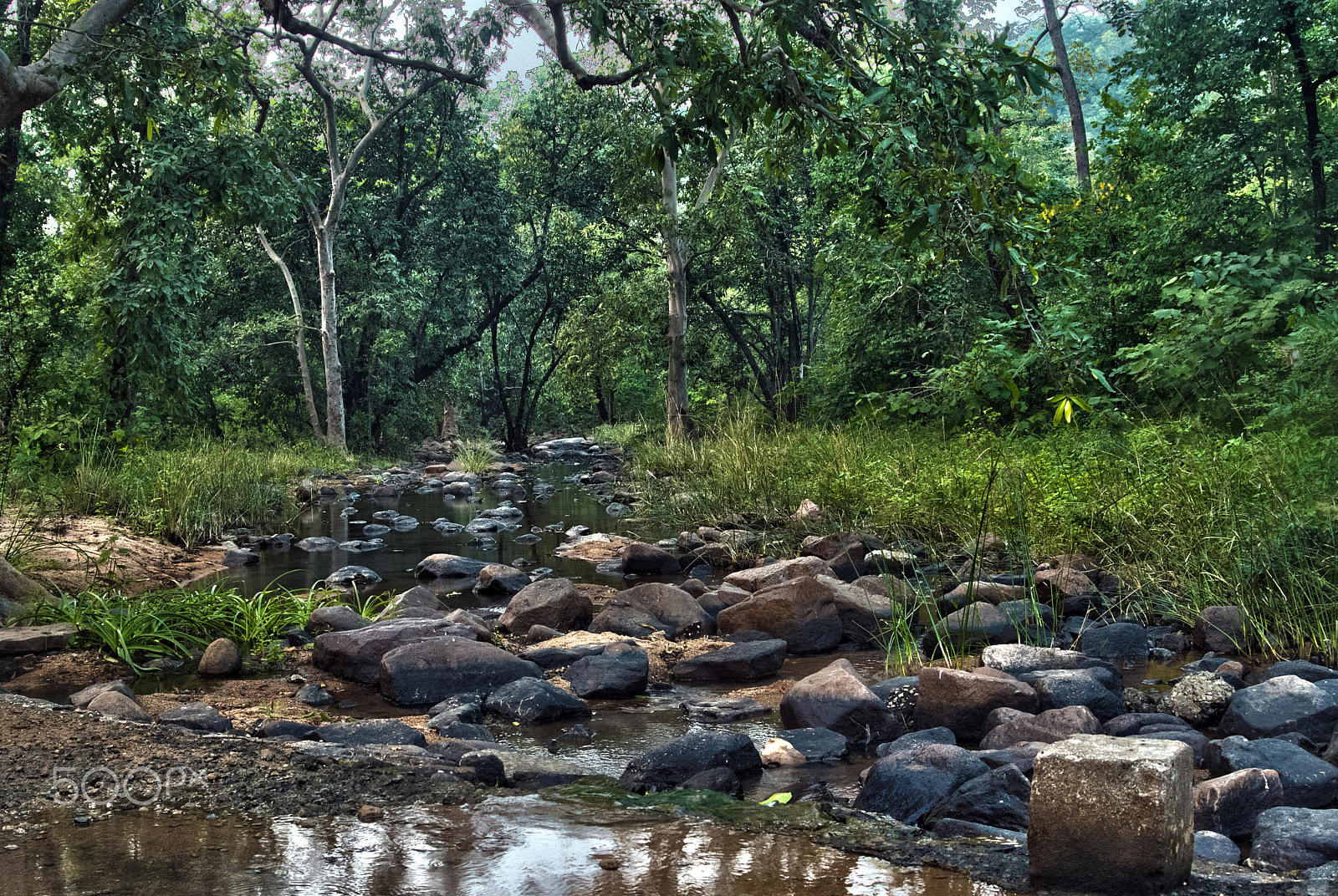 AF Zoom-Nikkor 28-80mm f/3.3-5.6G sample photo. Barnawapara forests in its serenity photography