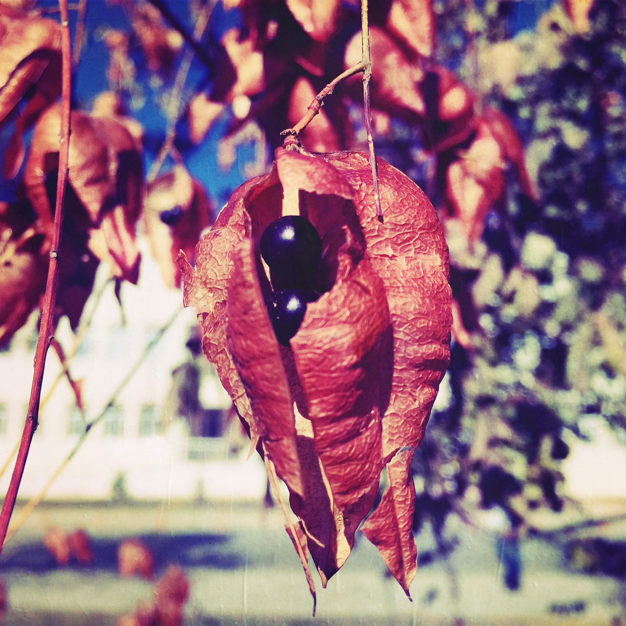 Hipstamatic 322 sample photo. Sonbahar photography