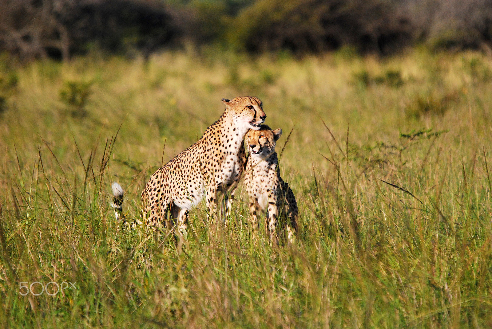Nikon D80 + Sigma 120-400mm F4.5-5.6 DG OS HSM sample photo. Cheetah mother and child reunion, phinda. photography