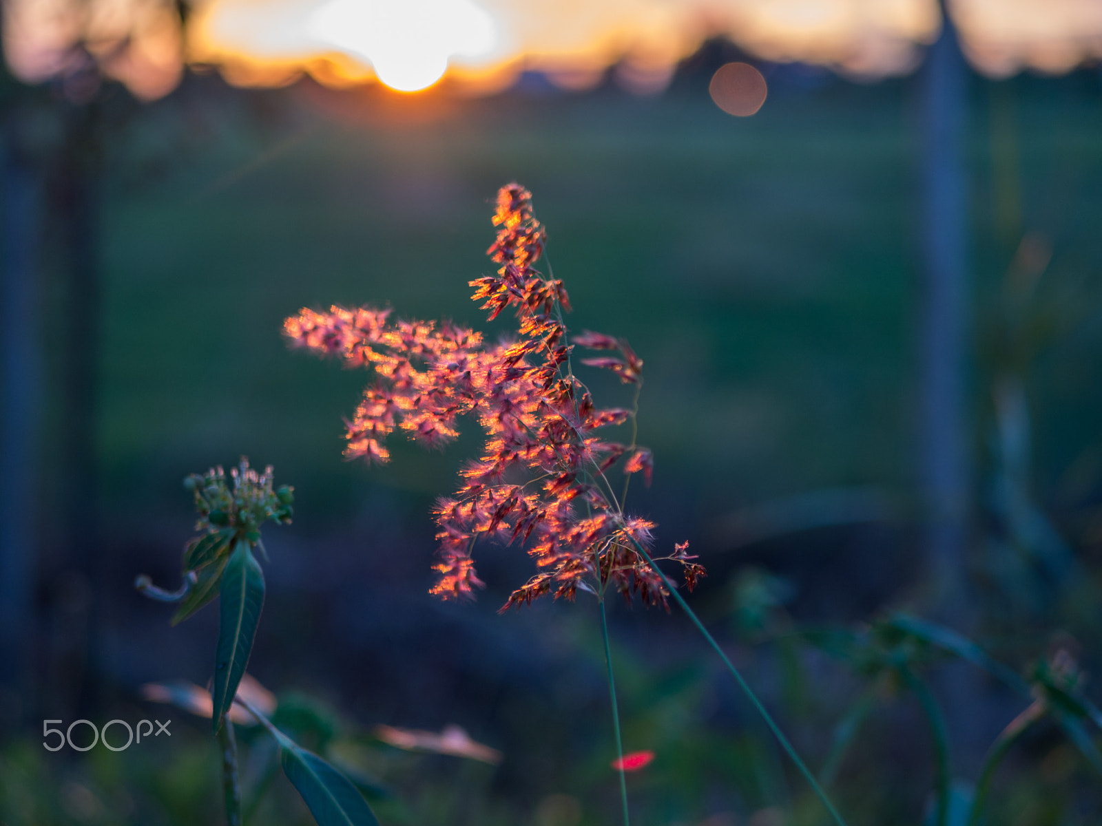 Olympus OM-D E-M10 + LUMIX G 25/F1.7 sample photo. Light of sunset photography