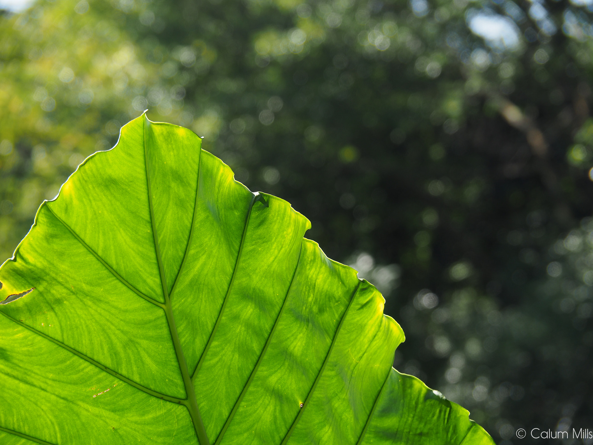 Olympus OM-D E-M5 II sample photo. Green leaf photography