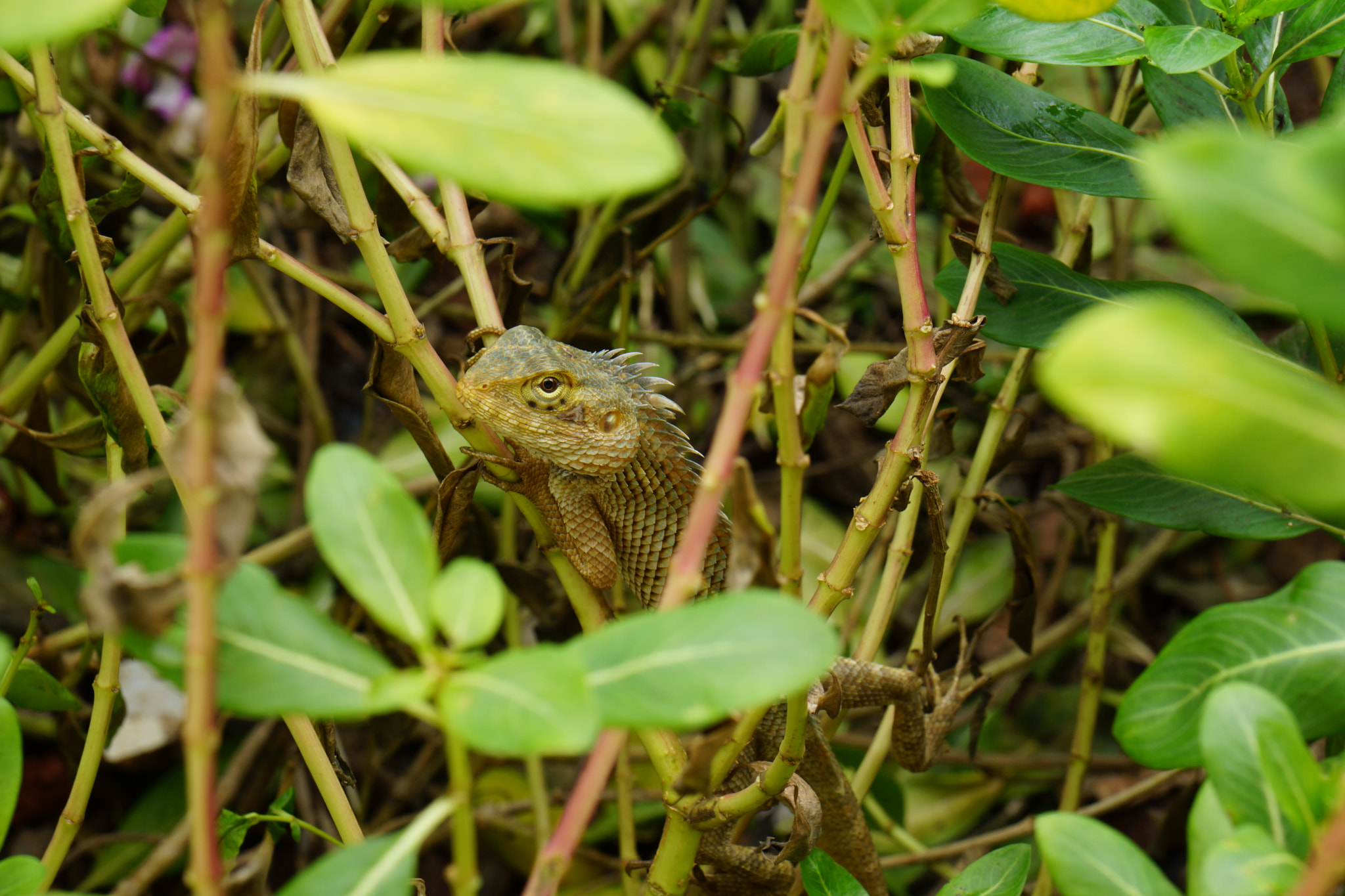 Sony DT 16-105mm F3.5-5.6 sample photo. Camoflauge photography