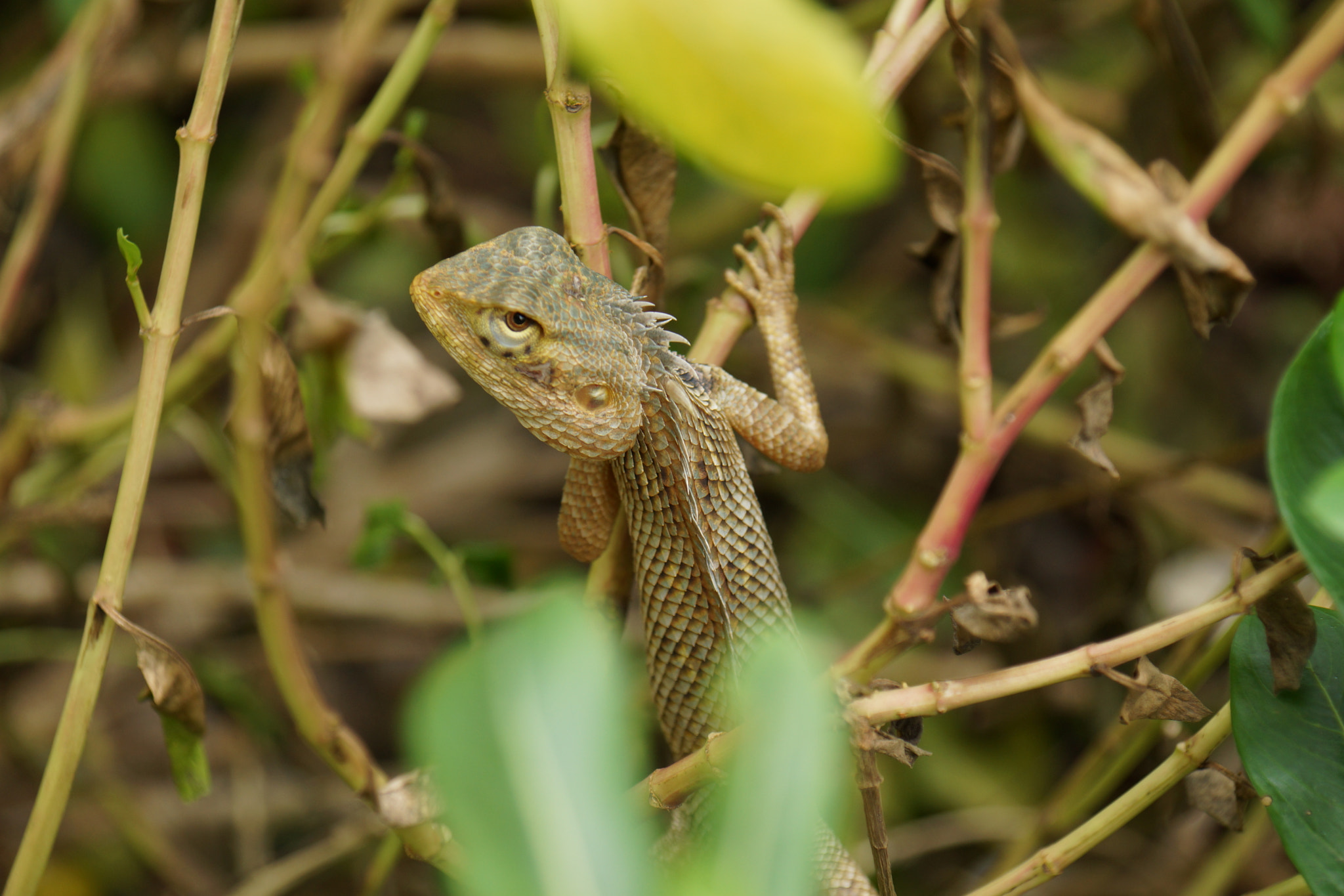 Sony DT 16-105mm F3.5-5.6 sample photo. The stare photography