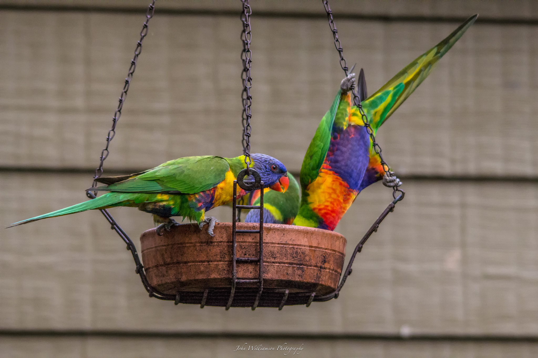 Sigma 150-500mm F5-6.3 DG OS HSM sample photo. Feed time photography