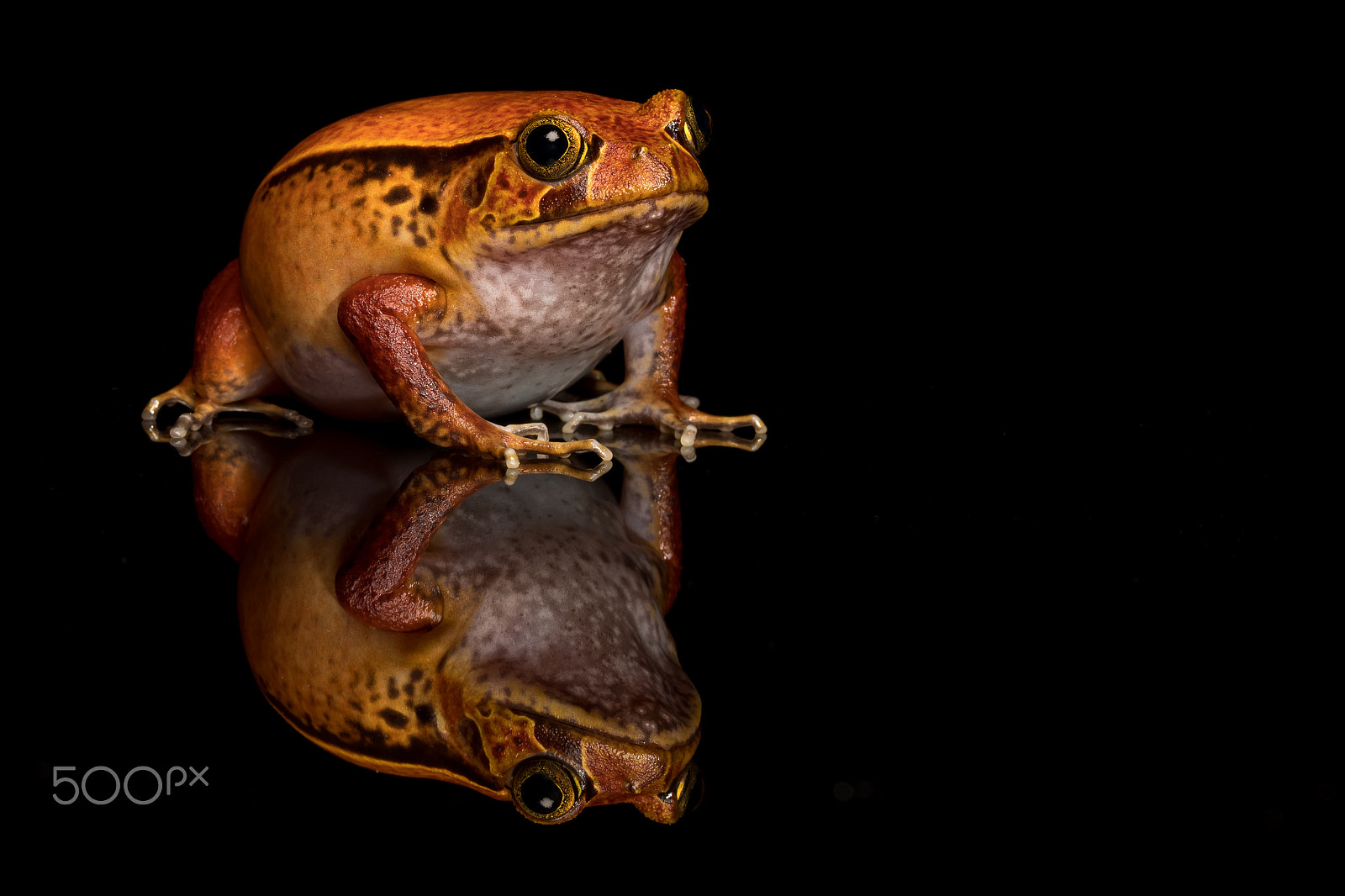 Canon EF 100mm F2.8L Macro IS USM sample photo. Tomato frog photography