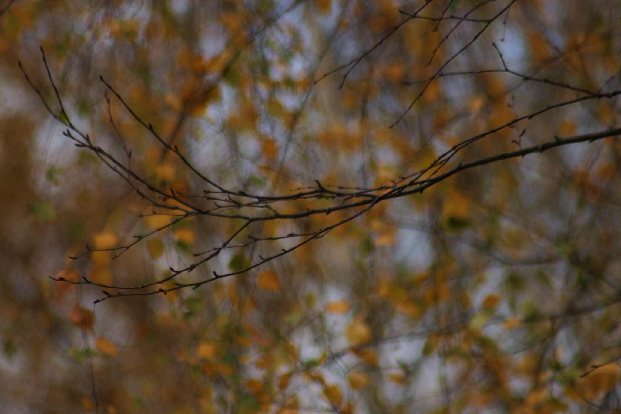 Canon EF 75-300mm f/4-5.6 USM sample photo. Autumn branches photography