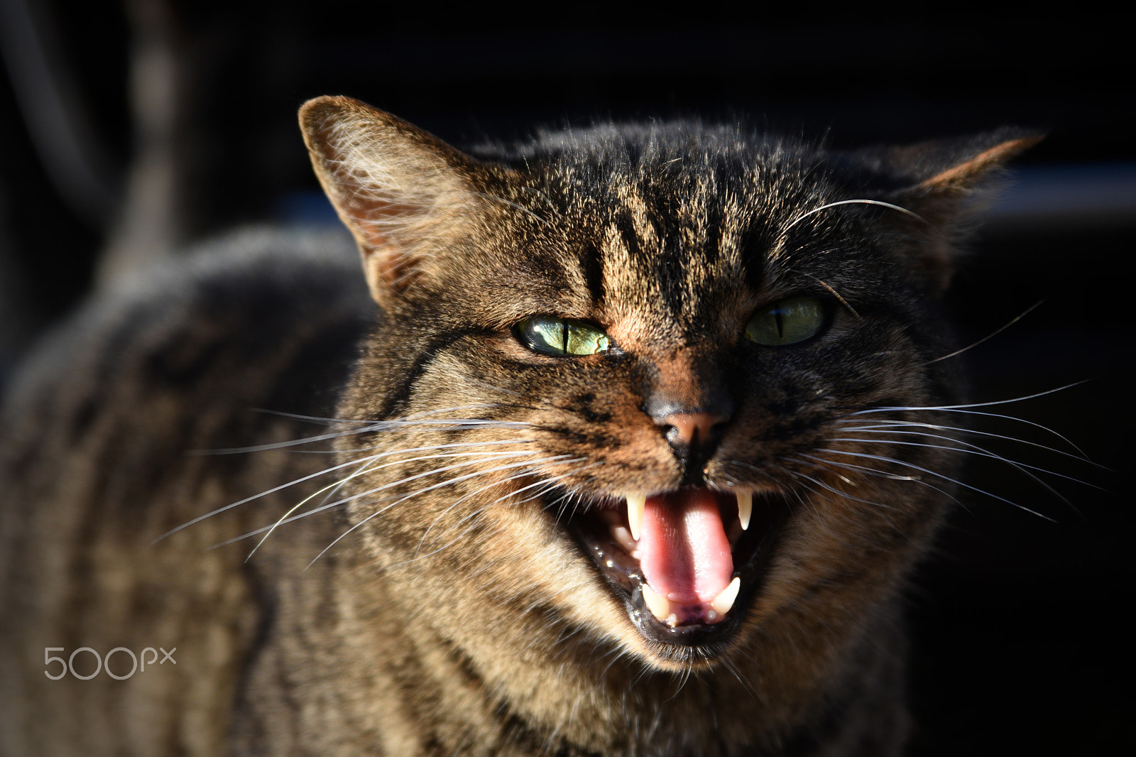 Tamron SP 24-70mm F2.8 Di VC USD sample photo. Cat photography