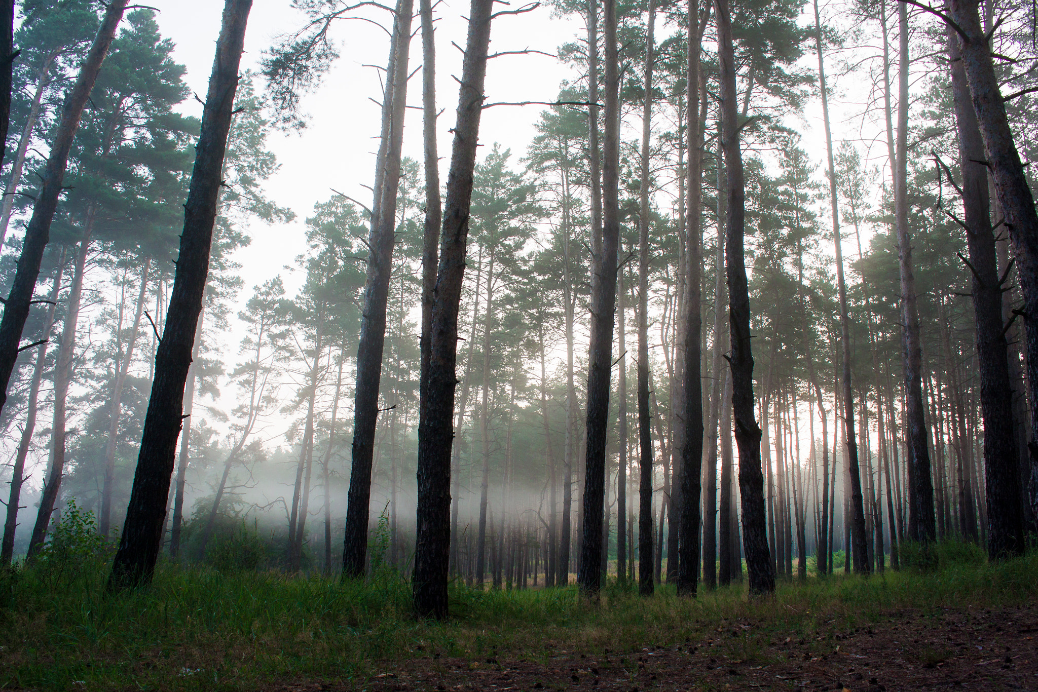 Canon EOS 50D sample photo. Img photography