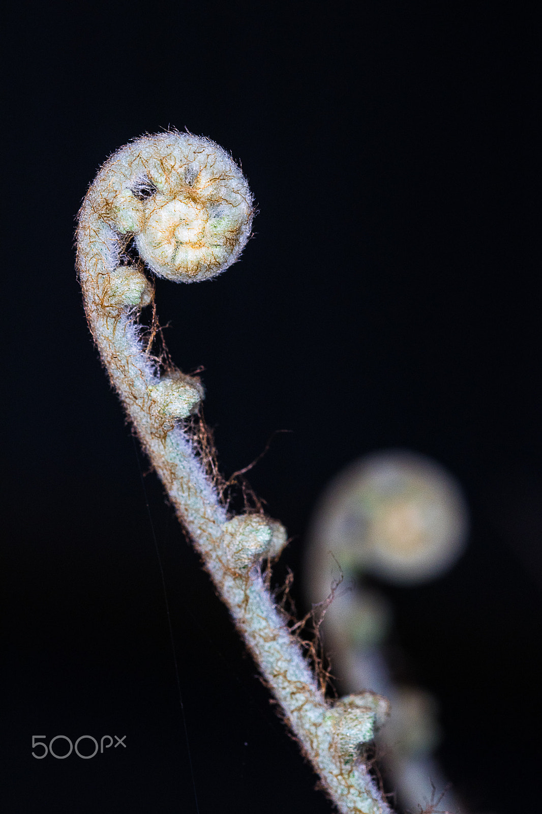 Sigma 105mm F2.8 EX DG OS HSM sample photo. Unfurling life photography
