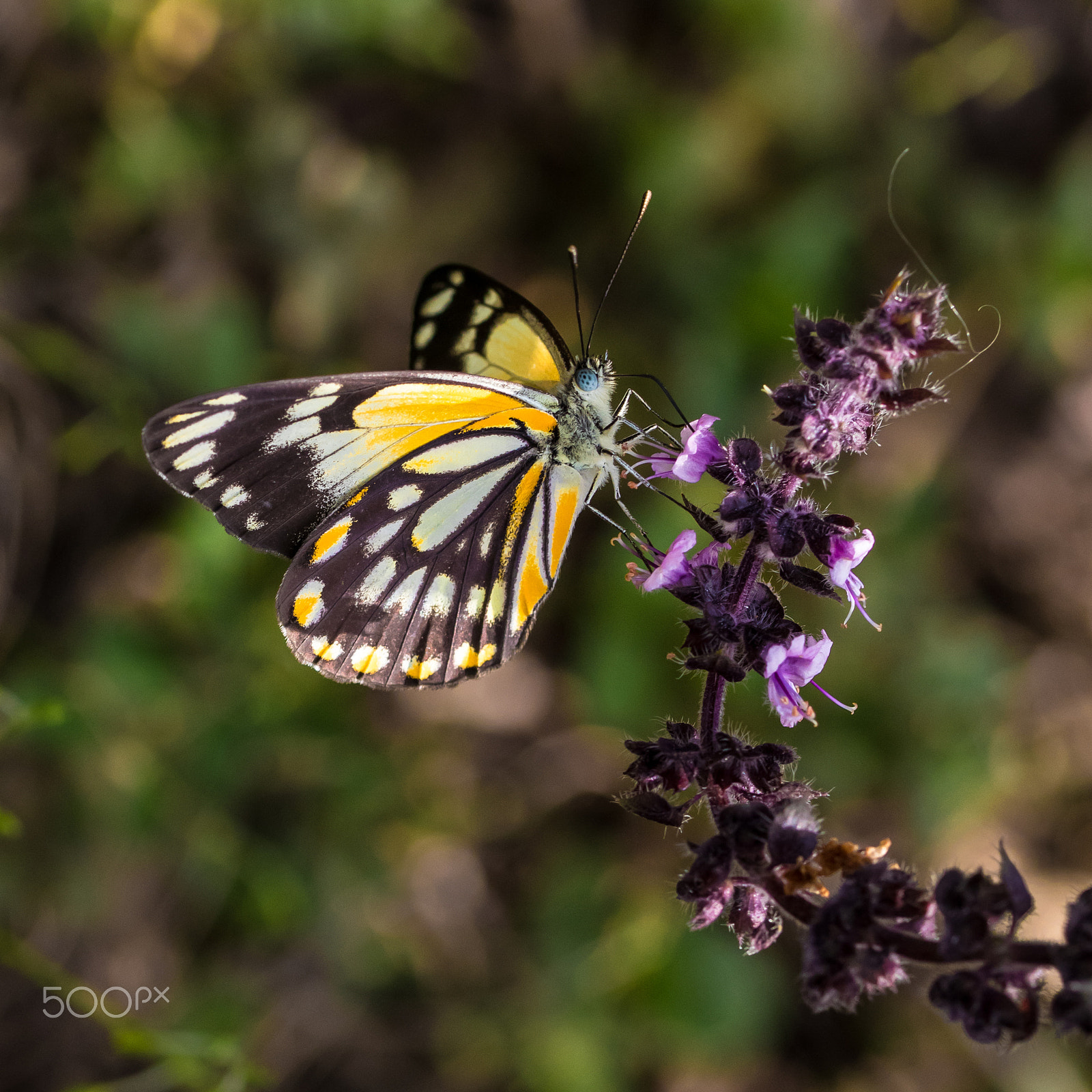 Sigma 105mm F2.8 EX DG OS HSM sample photo. Table manners photography