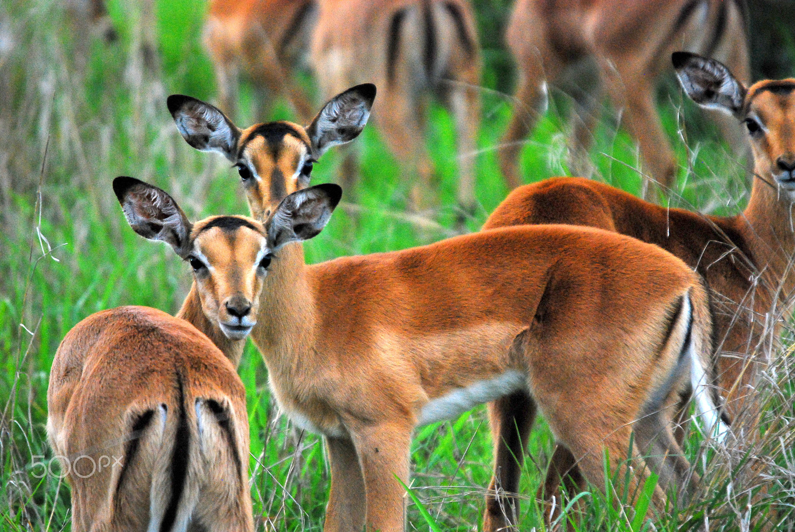 Sigma 120-400mm F4.5-5.6 DG OS HSM sample photo. Impala in sabi sabi, south africa photography