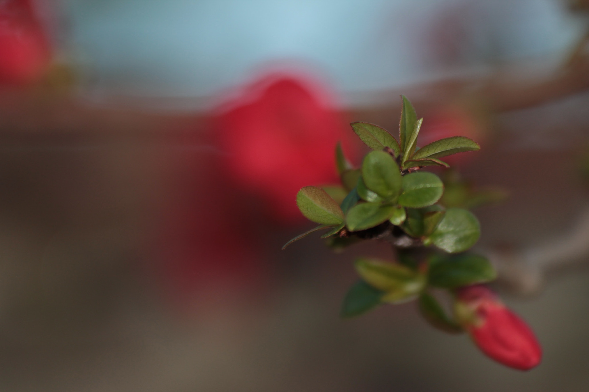 Canon EF 70-300mm F4-5.6 IS USM sample photo