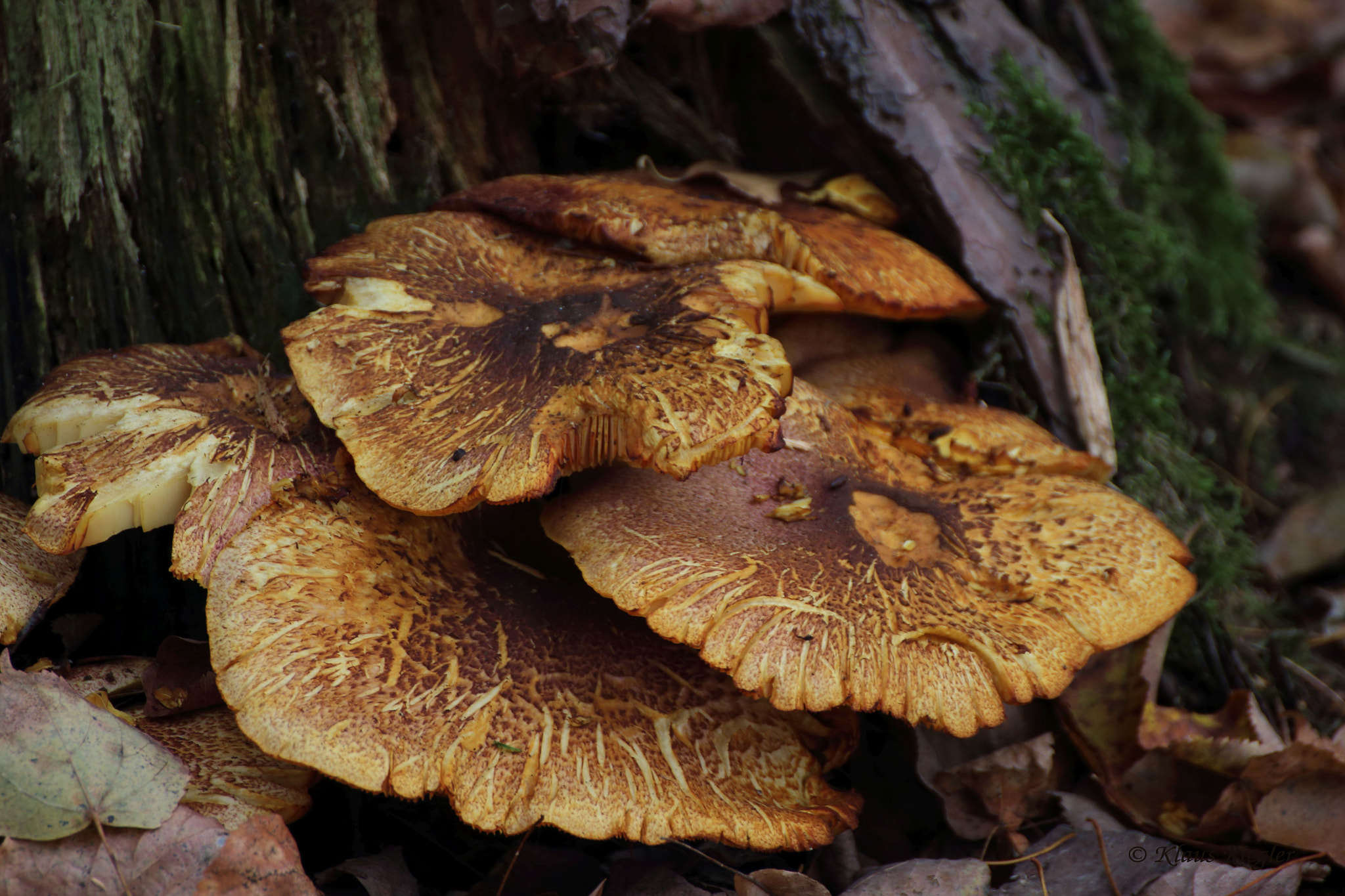 Canon EOS 650D (EOS Rebel T4i / EOS Kiss X6i) sample photo. Mushroom photography