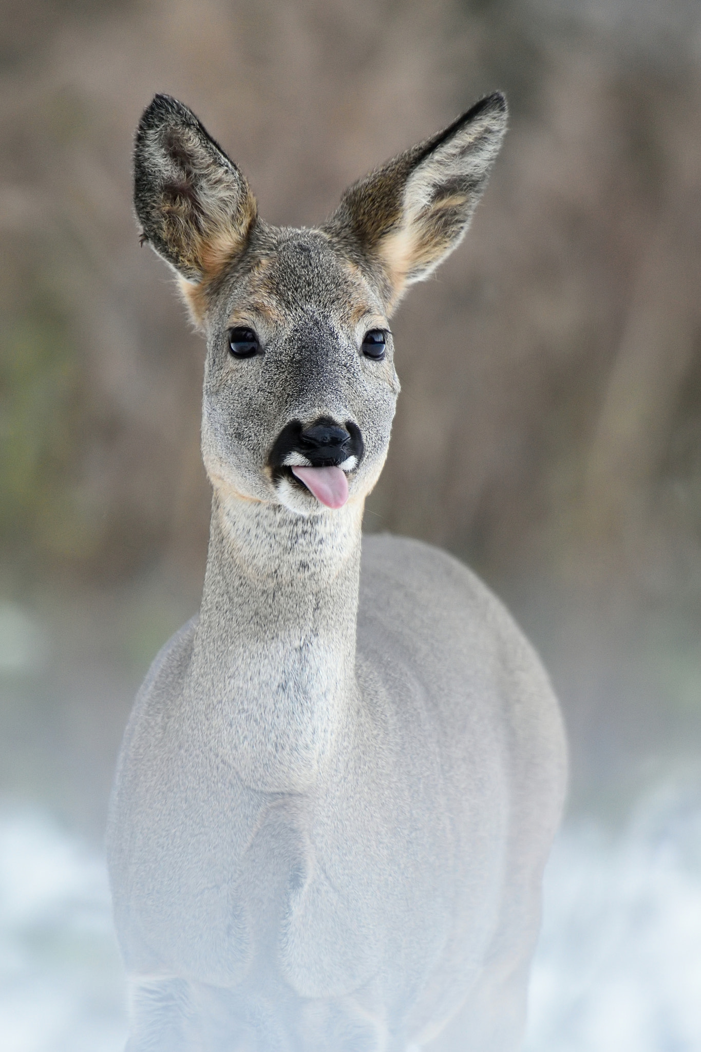 Nikon AF-S Nikkor 400mm F2.8G ED VR II sample photo. Roe deer sticking out it`s tongue photography