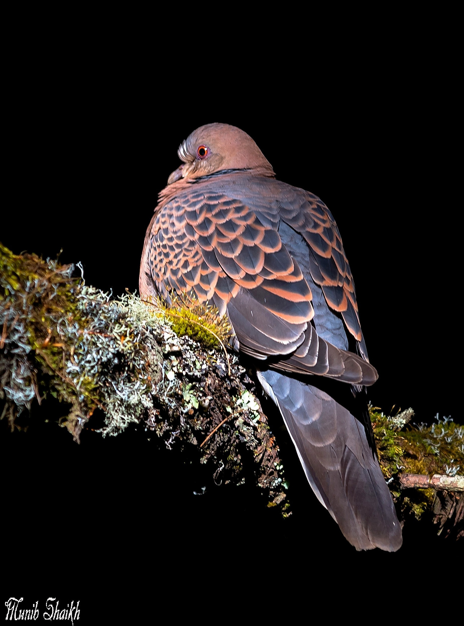 Sigma 150-500mm F5-6.3 DG OS HSM sample photo. Oriental turtle dove photography