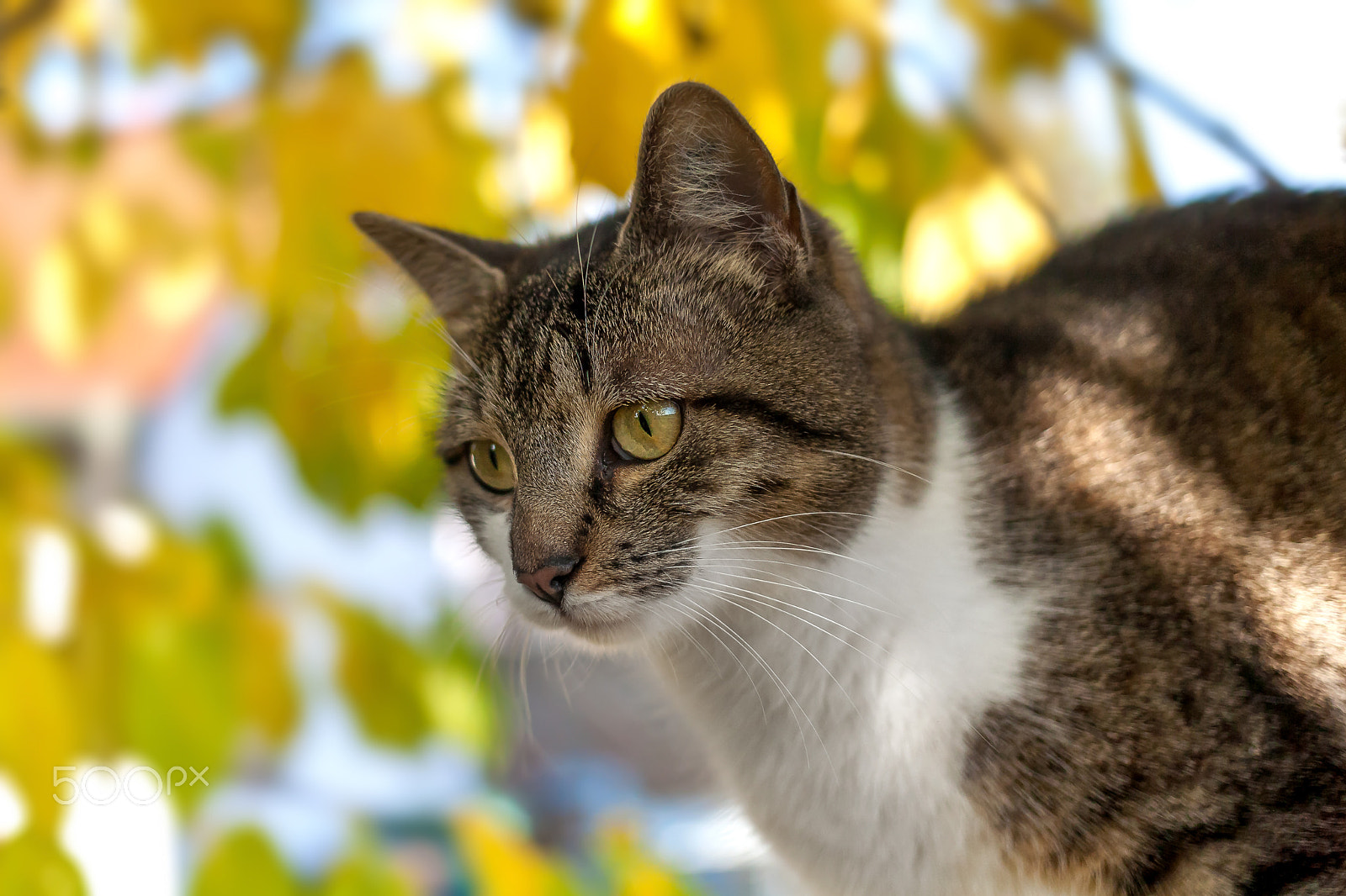 Canon EOS 5D + Canon EF 40mm F2.8 STM sample photo. Cat portrait mila photography