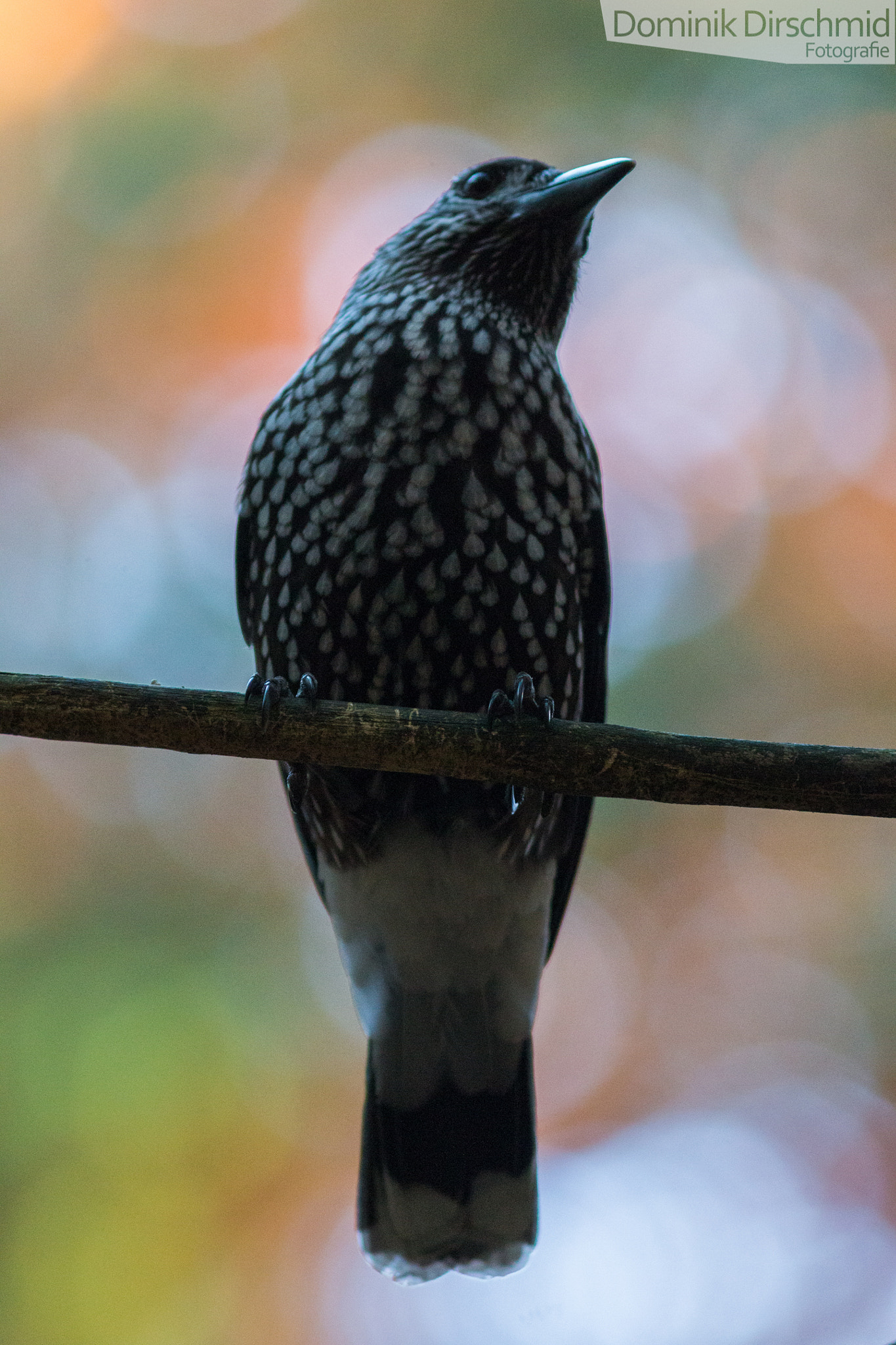 Canon EOS 70D + Canon EF 300mm F4L IS USM sample photo. Nutcracker photography