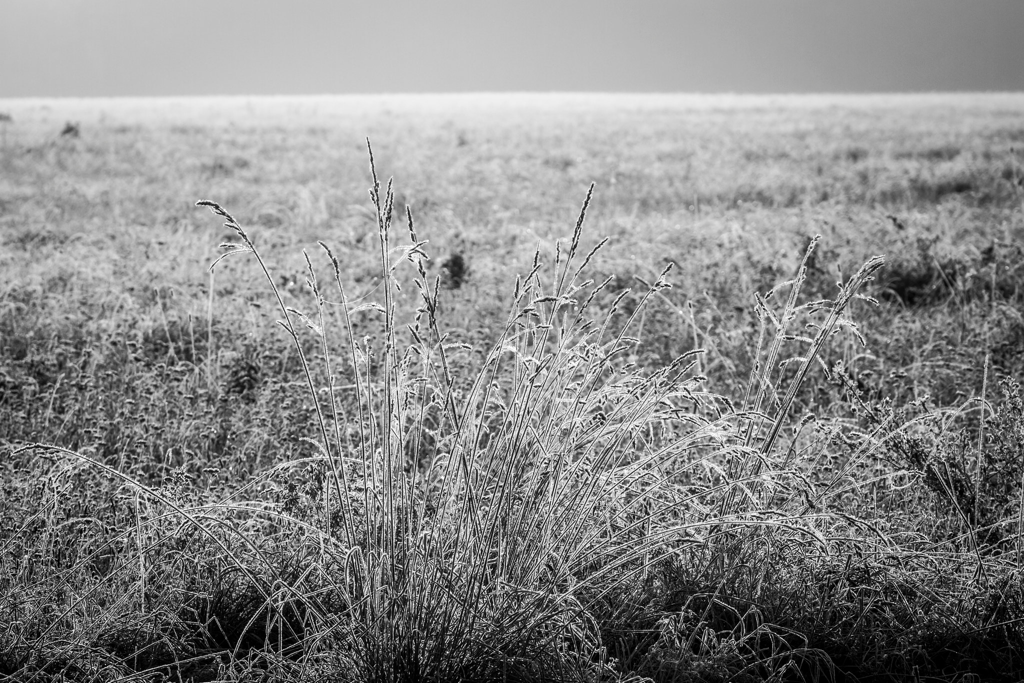 Sigma 150-500mm F5-6.3 DG OS HSM sample photo. Gras mit rauhreif photography