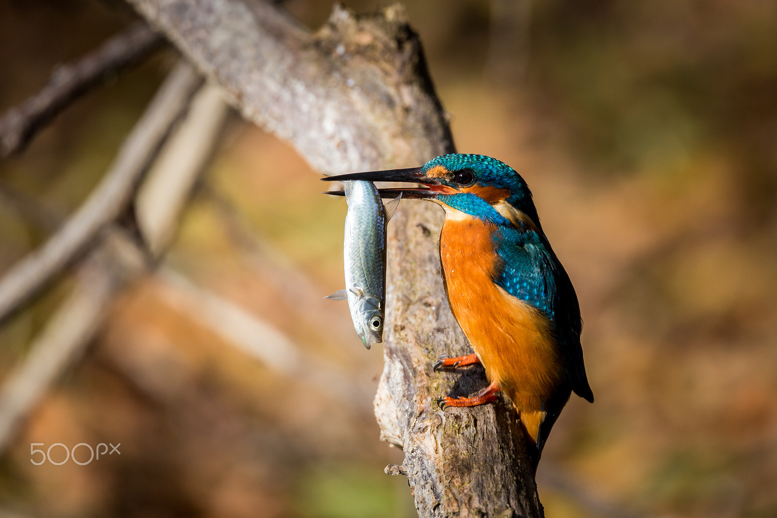 Canon EOS 6D + 150-600mm F5-6.3 DG OS HSM | Sports 014 sample photo. Kingfisher eating beautiful color in blue and brown photography