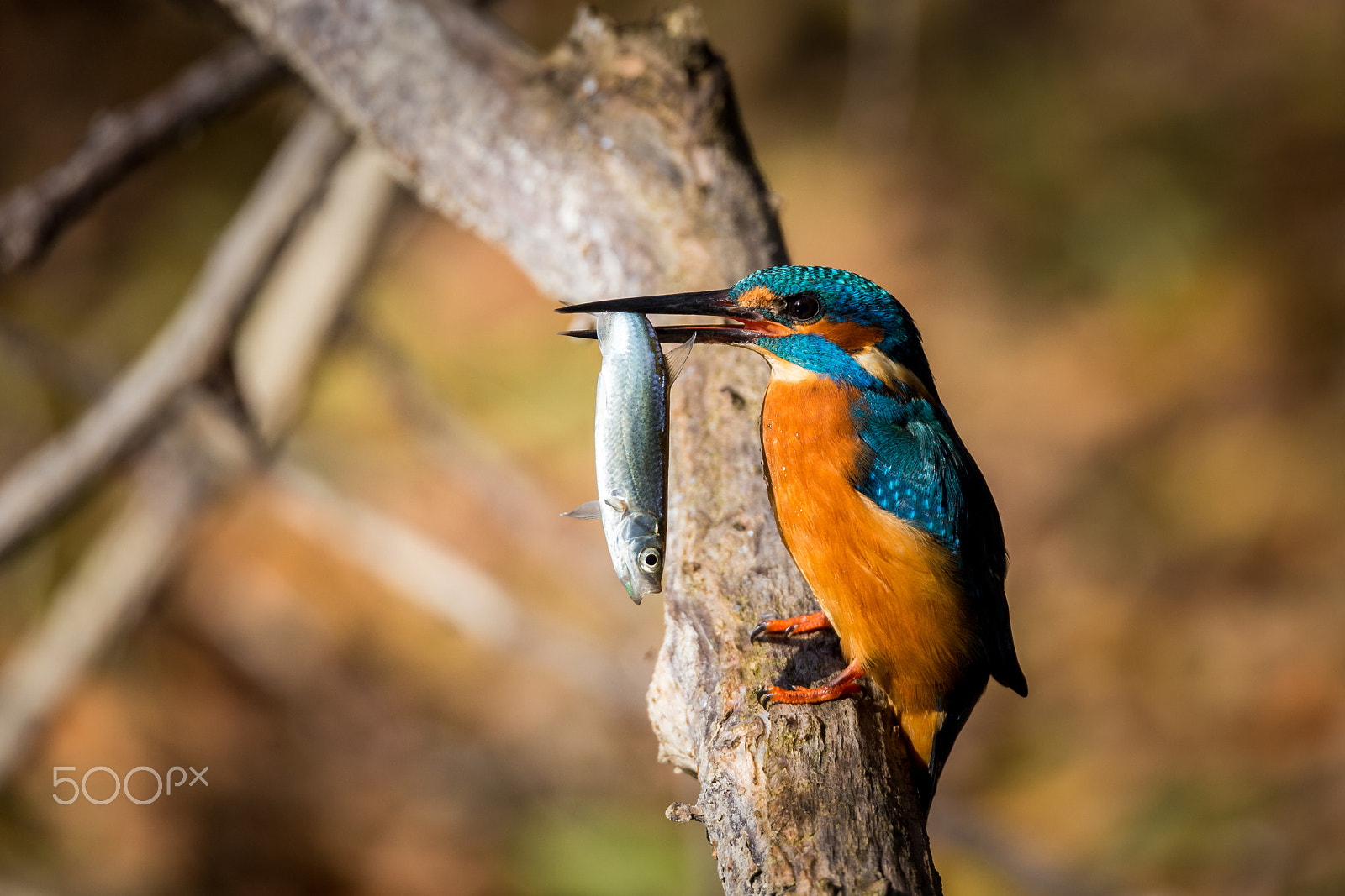 150-600mm F5-6.3 DG OS HSM | Sports 014 sample photo. Kingfisher eating beautiful color in blue and brown photography