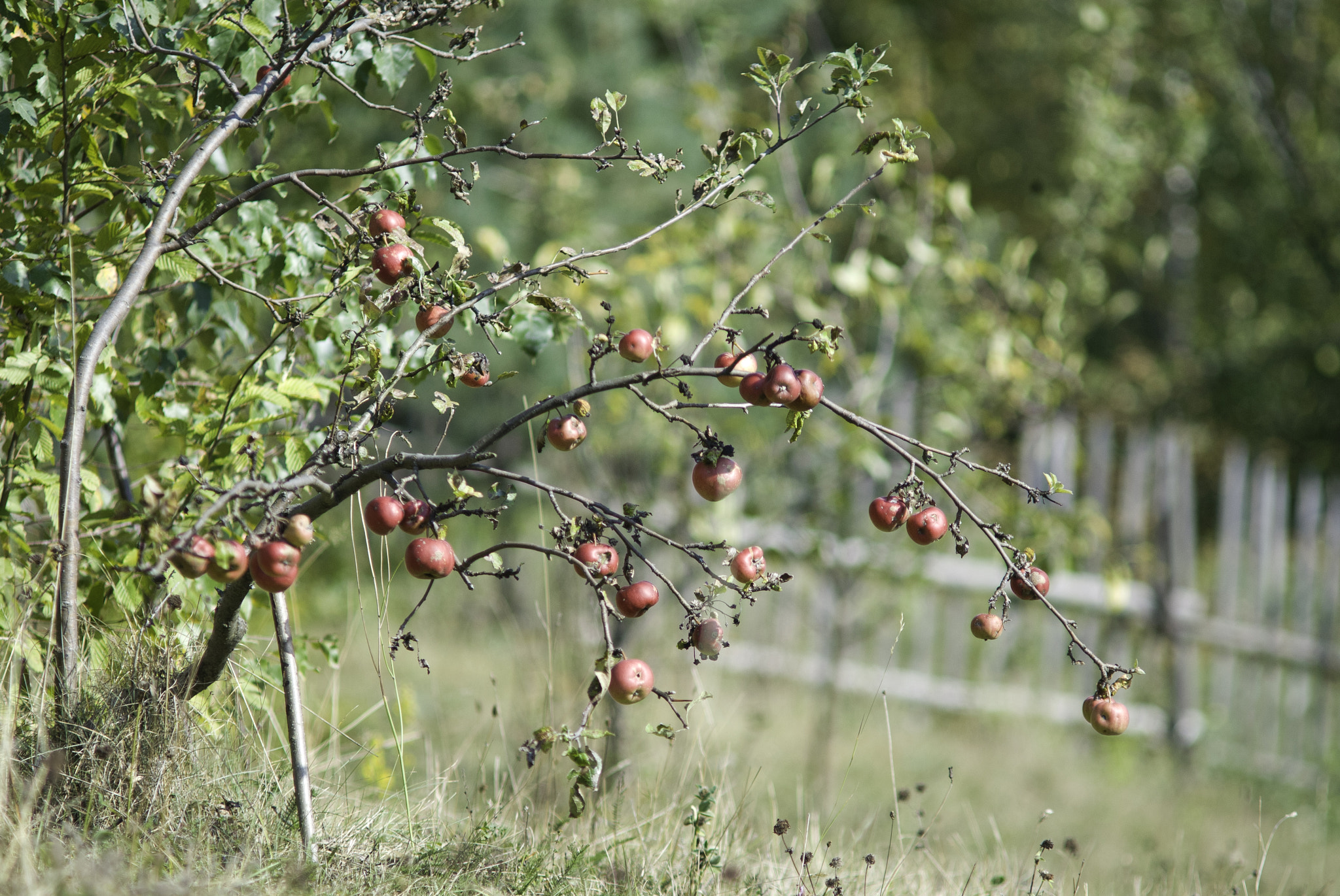 Nikon D200 + AF Zoom-Nikkor 70-210mm f/4 sample photo. Apple land photography