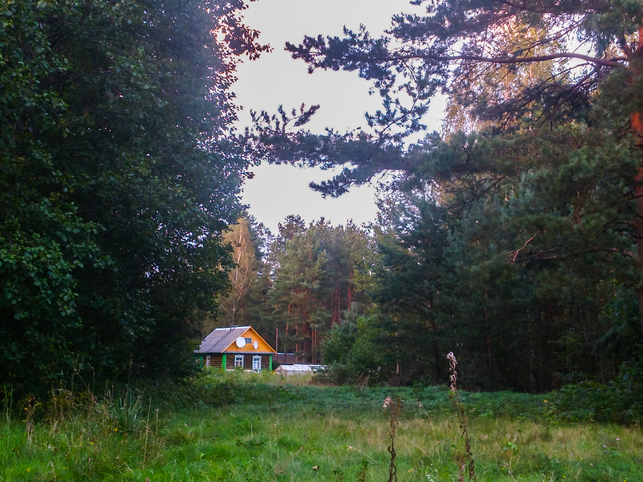 Sony Xperia V sample photo. Green life photography