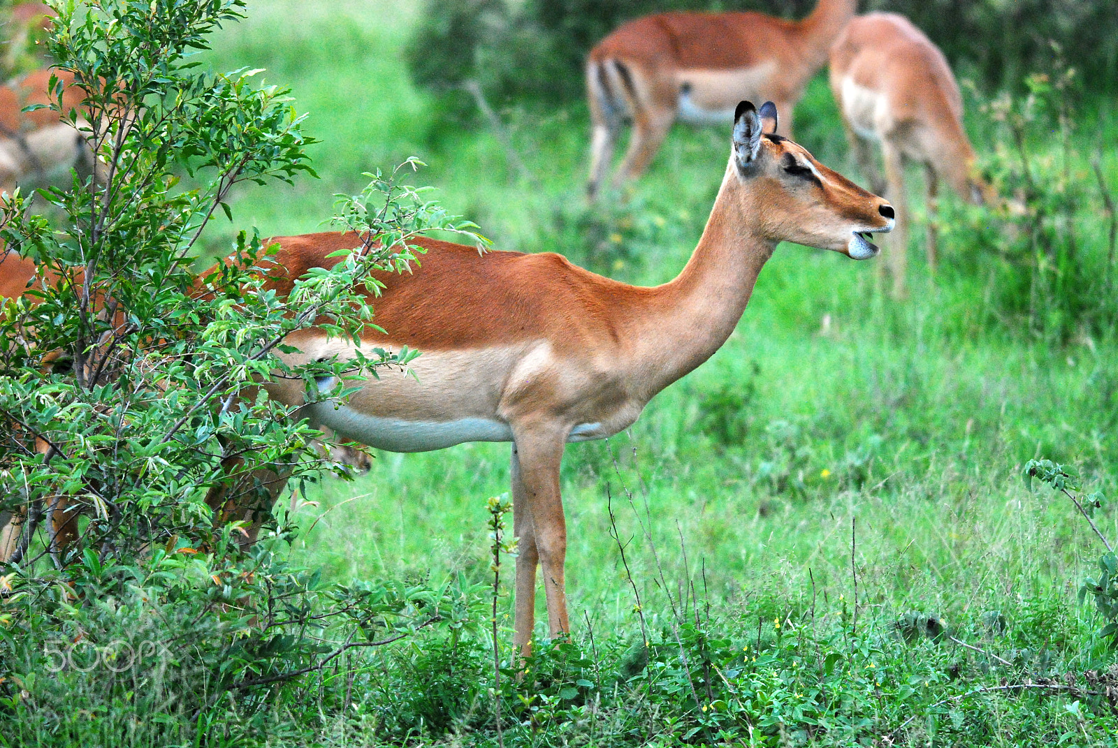 Sigma 120-400mm F4.5-5.6 DG OS HSM sample photo. Impala stress call sabi sands photography