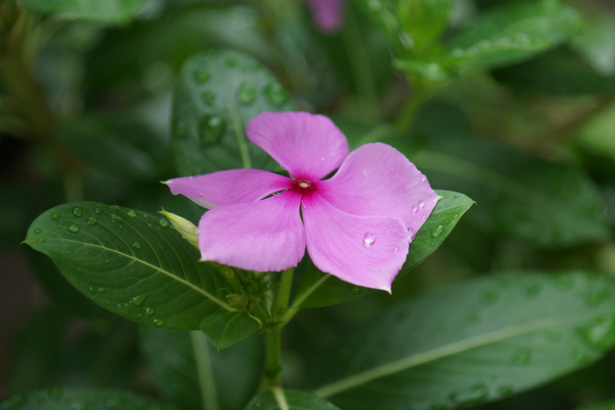 Sony DT 16-105mm F3.5-5.6 sample photo. Drop of water photography