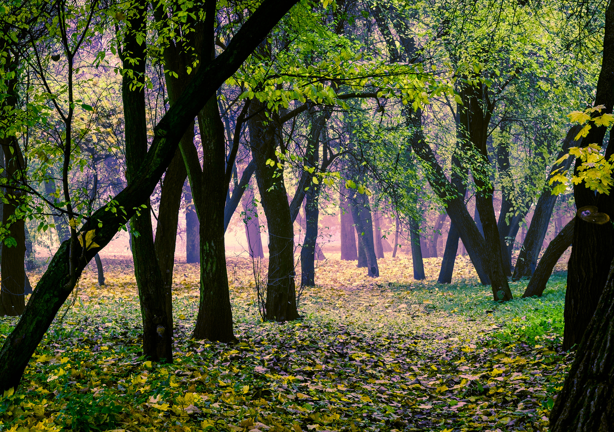 Fujifilm XF 56mm F1.2 R sample photo. Autumn trees photography