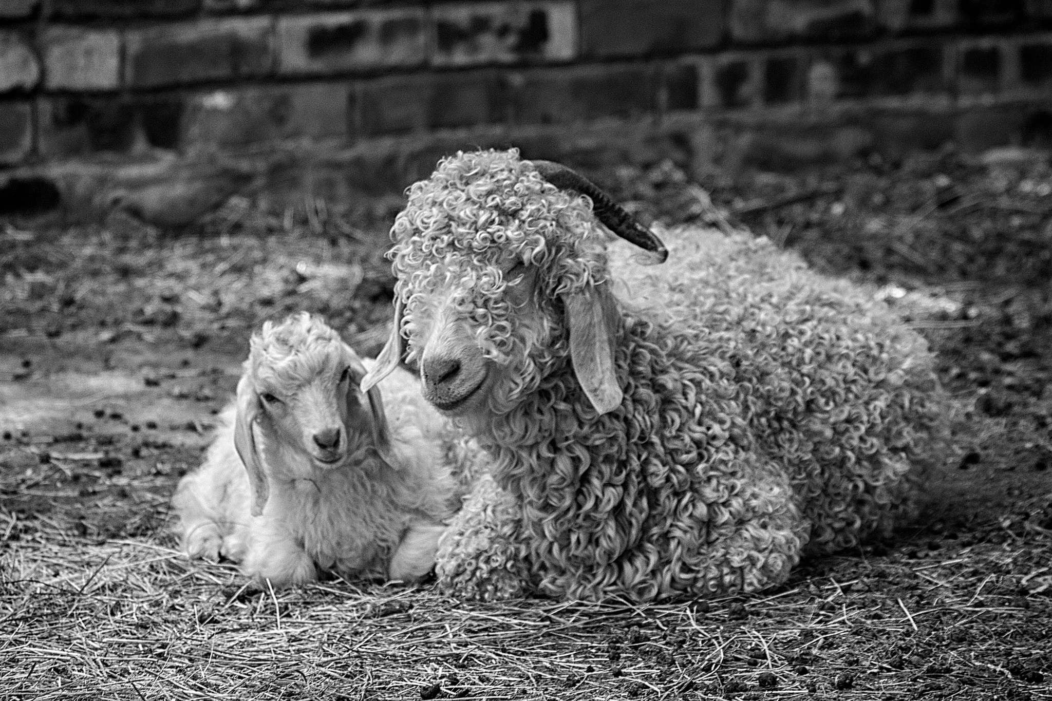 Canon EOS 600D (Rebel EOS T3i / EOS Kiss X5) + Sigma 70-300mm F4-5.6 APO DG Macro sample photo. Baby lamb & sheepy photography