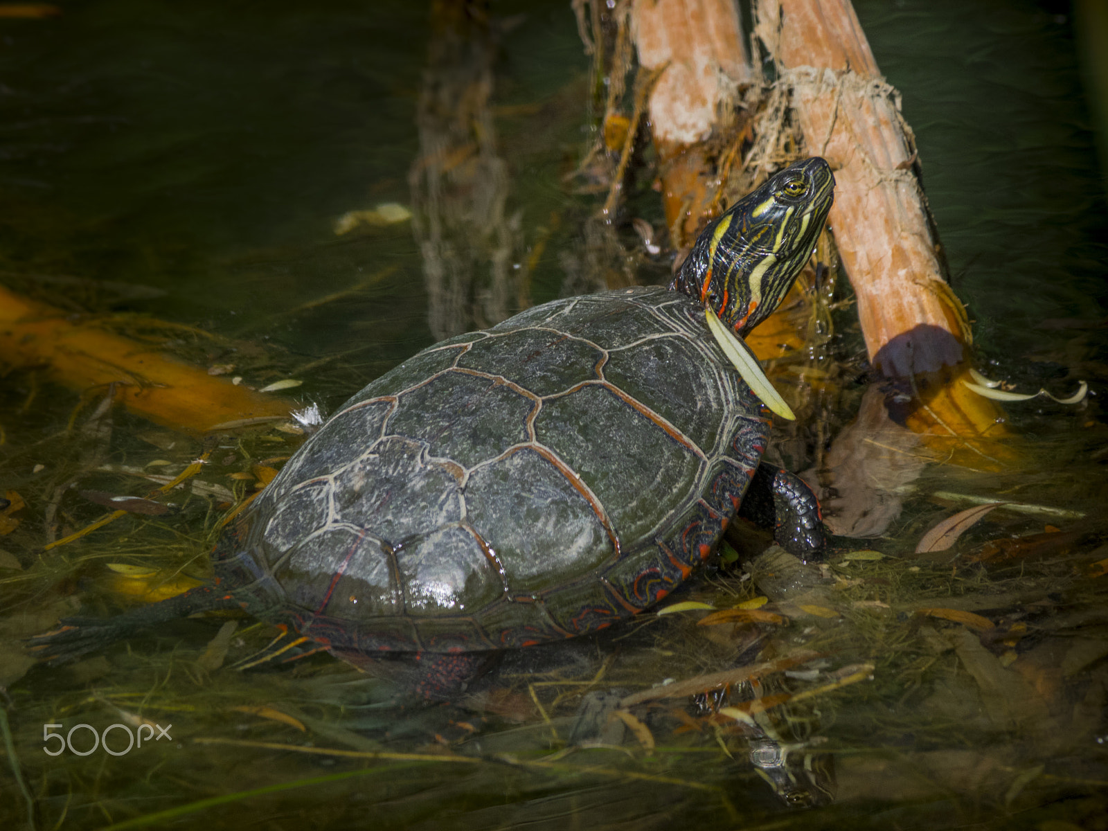 Olympus OM-D E-M1 sample photo. Fashion trend : leaf on marginal scutes of my carapace photography
