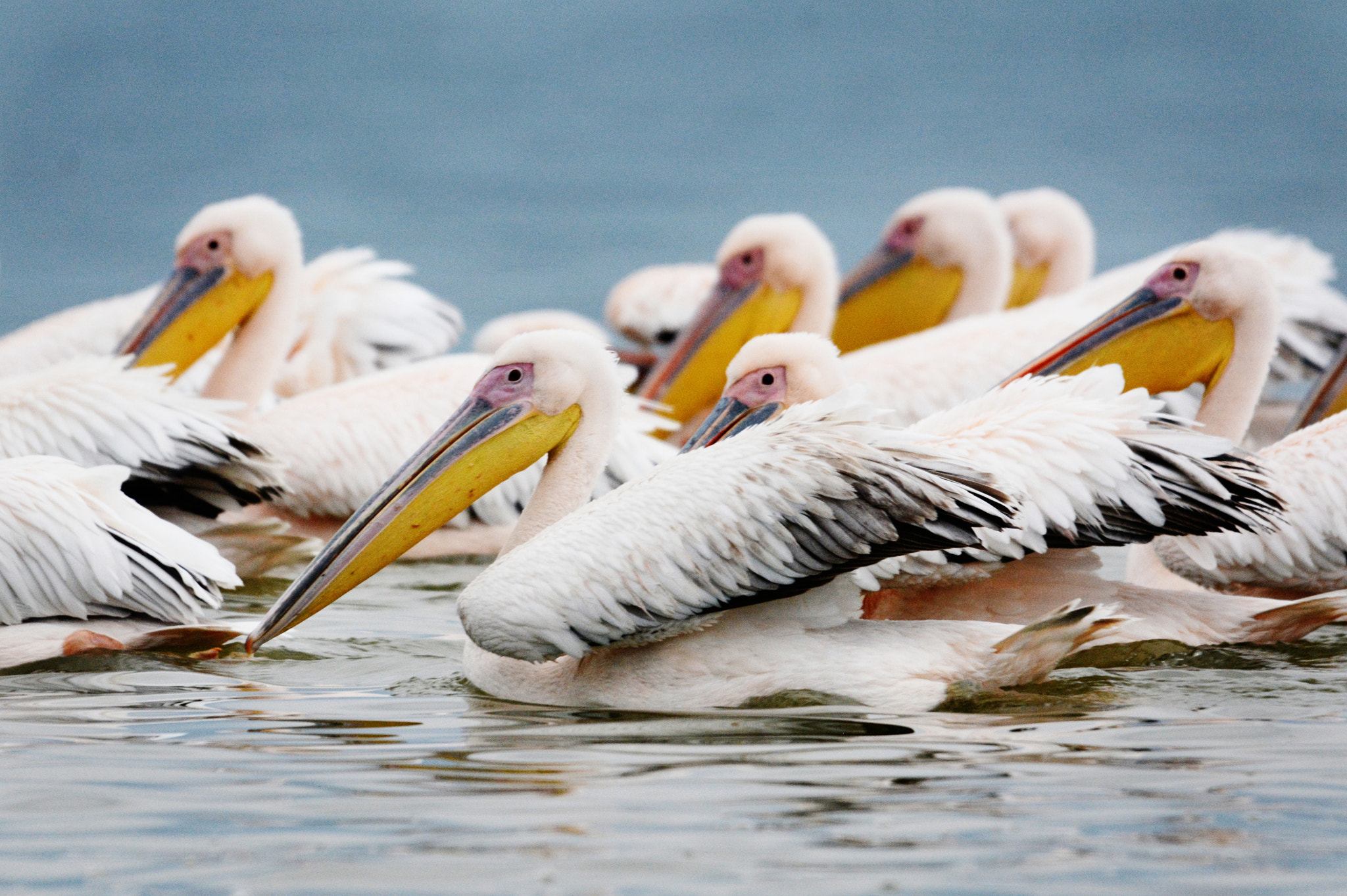 Sigma 120-400mm F4.5-5.6 DG OS HSM sample photo. Fishing together photography