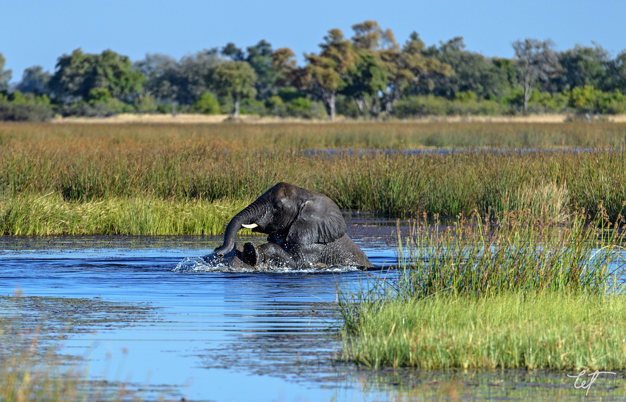 Nikon D5 sample photo. Elephants at play photography