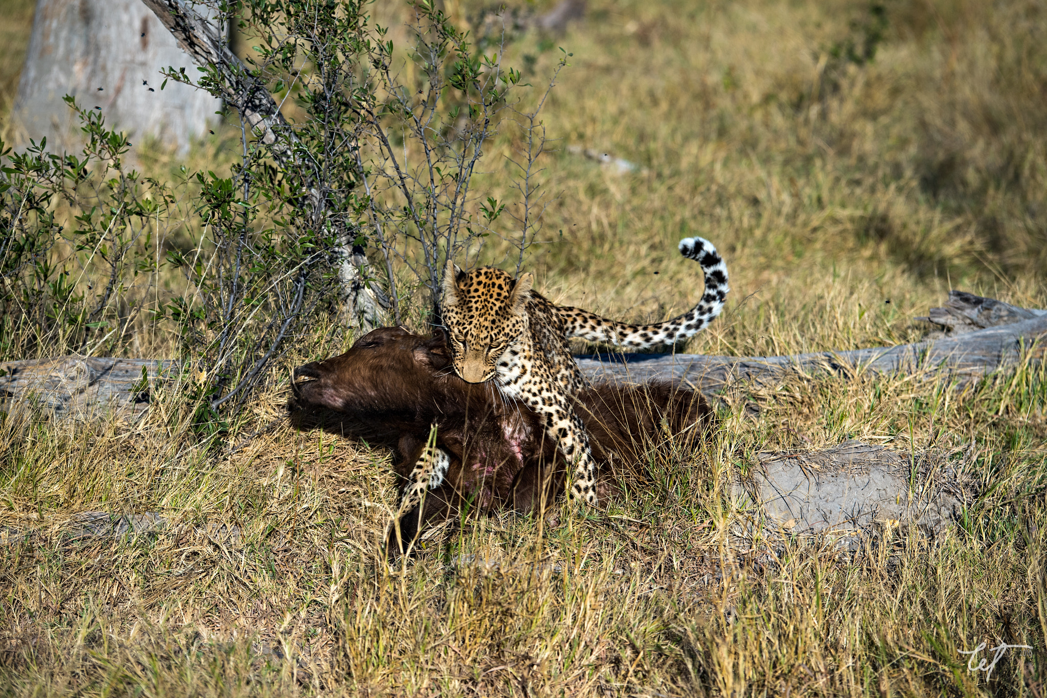 Nikon D5 sample photo. Juvenile leopard and juvenile wildebeest photography