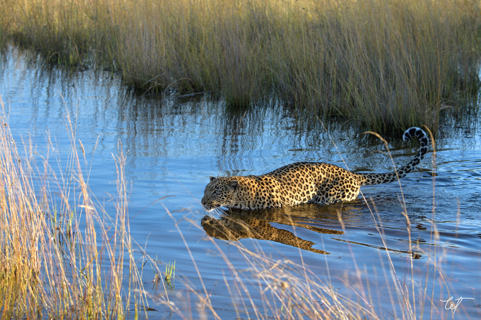 Nikon D5 sample photo. Leopard crossing the water photography