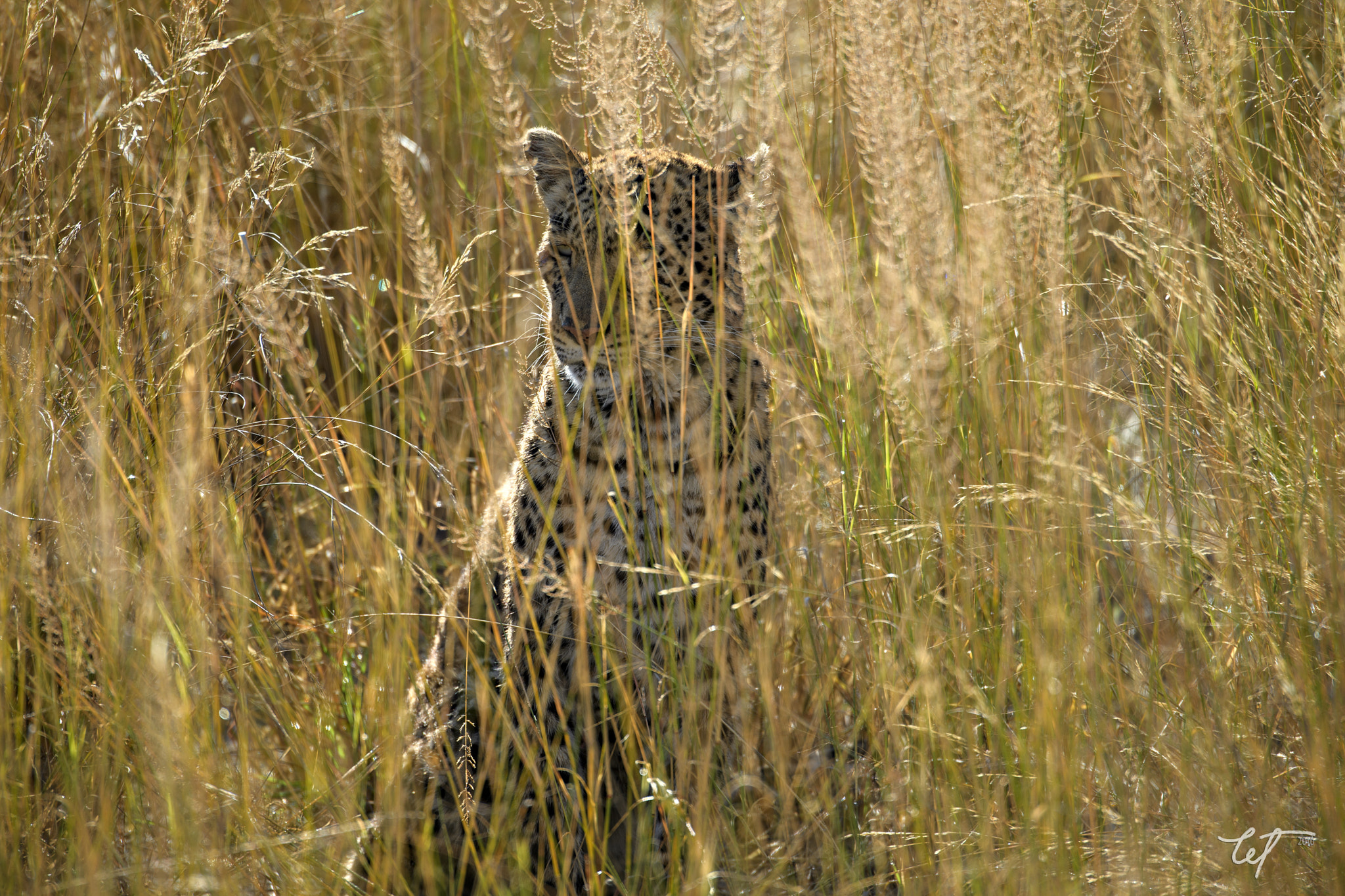 Nikon D5 sample photo. Cat beneath the reeds photography
