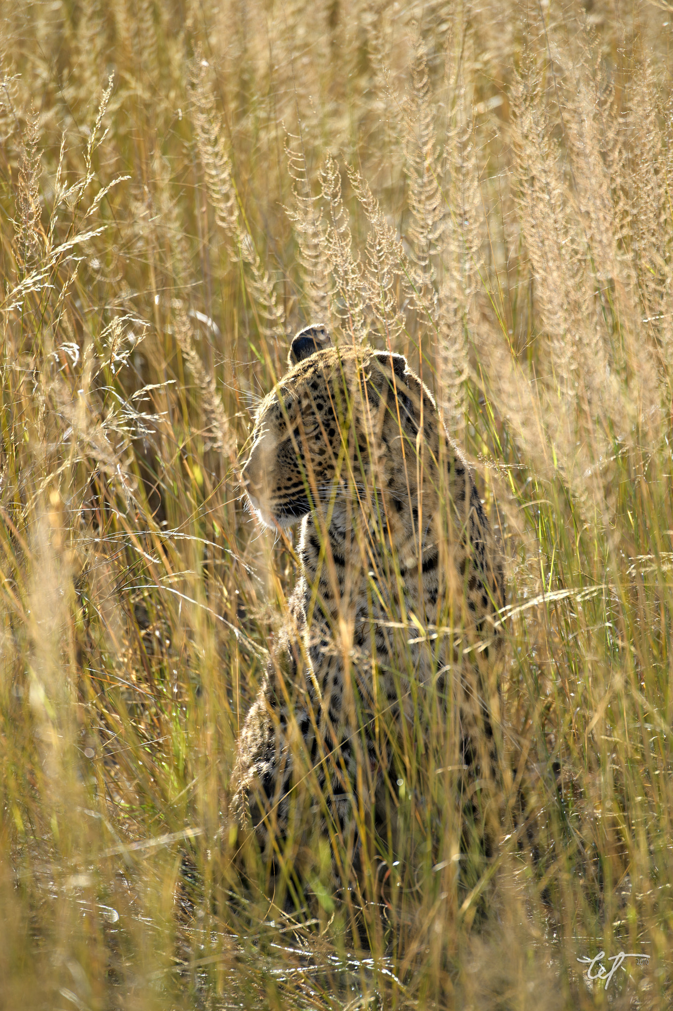 Nikon D5 sample photo. Cat beneath the reeds2 photography