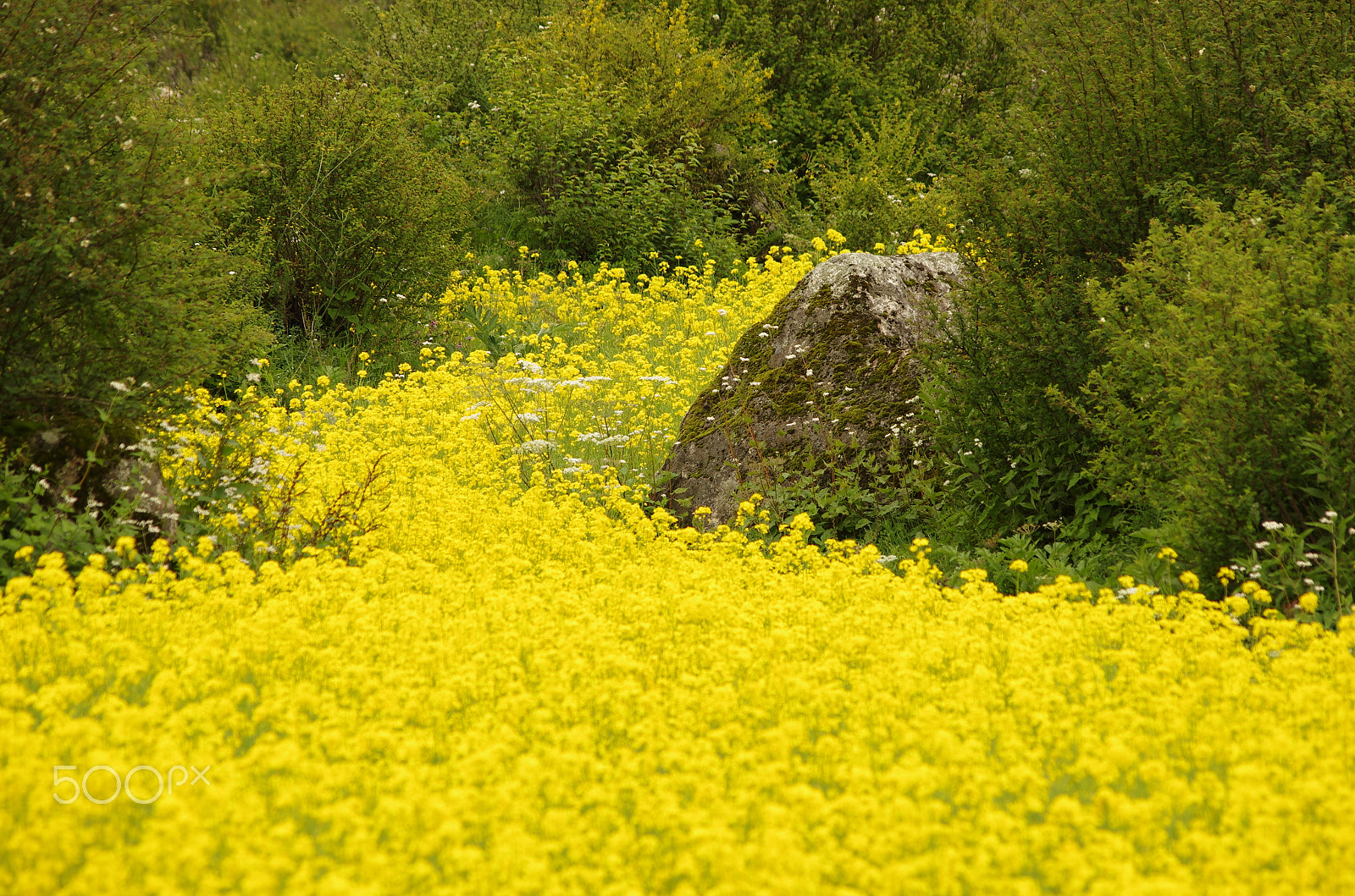Pentax smc DA 55-300mm F4.0-5.8 ED sample photo. "yellow riverlet" photography