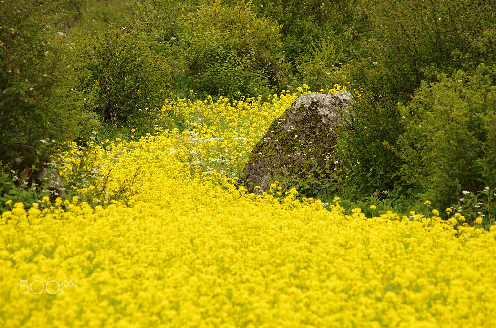 Pentax K-5 IIs sample photo. "yellow riverlet" photography