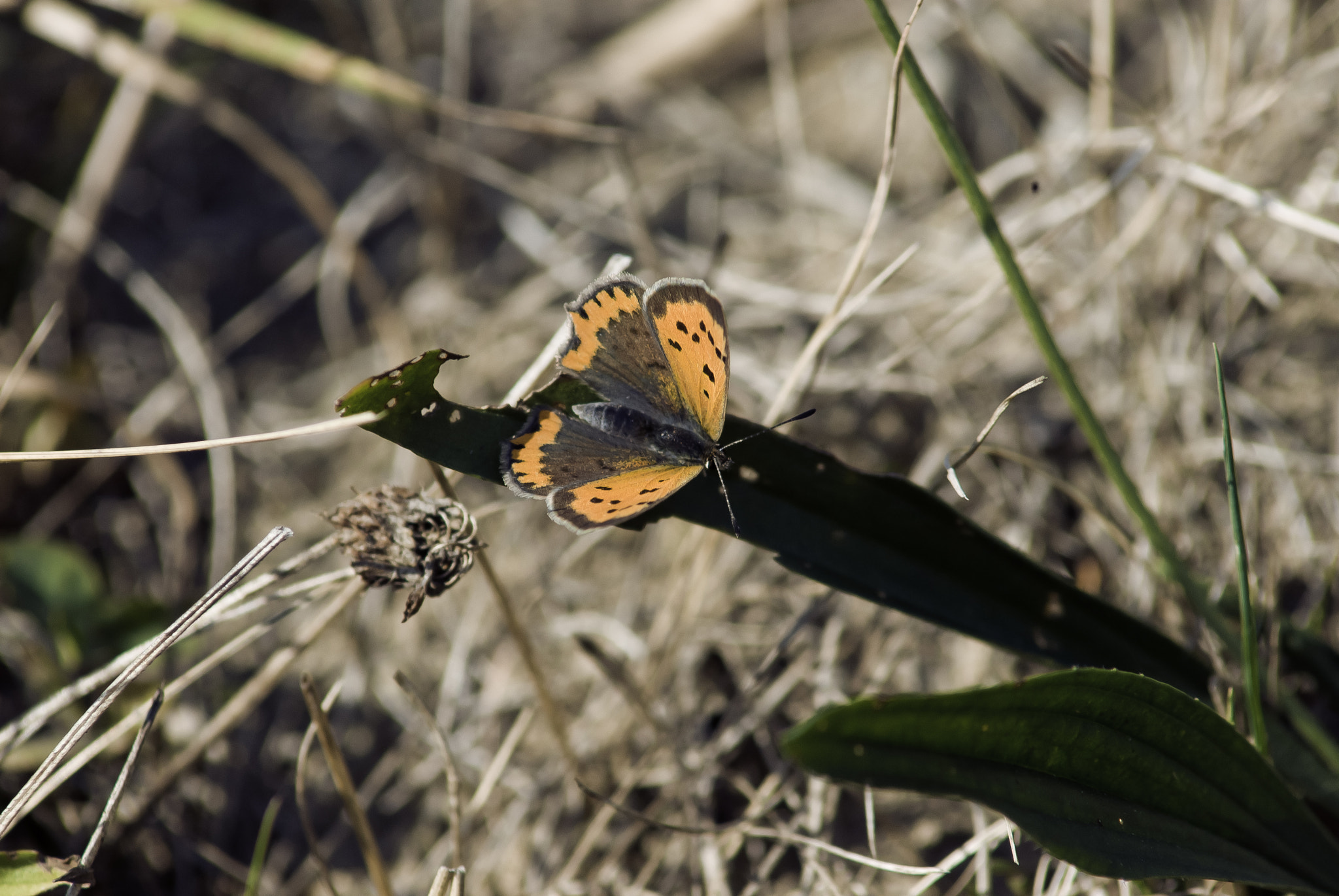 Nikon D200 sample photo. Sunbathe photography